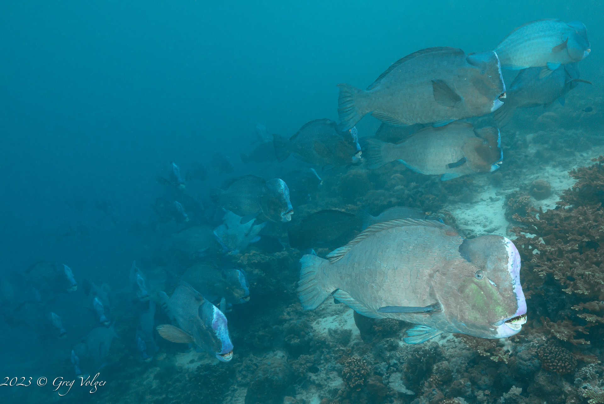 Green humphead parrotfish