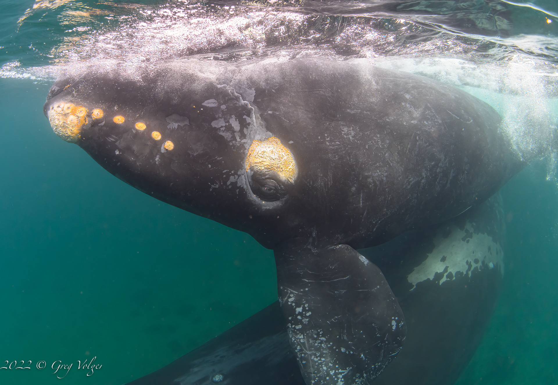 Southern Right Whale