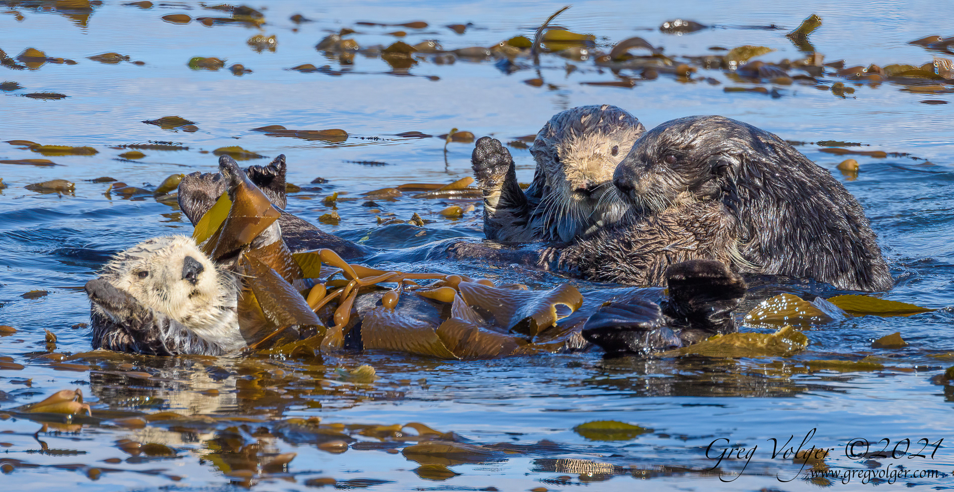 Sea otter Morro Bay