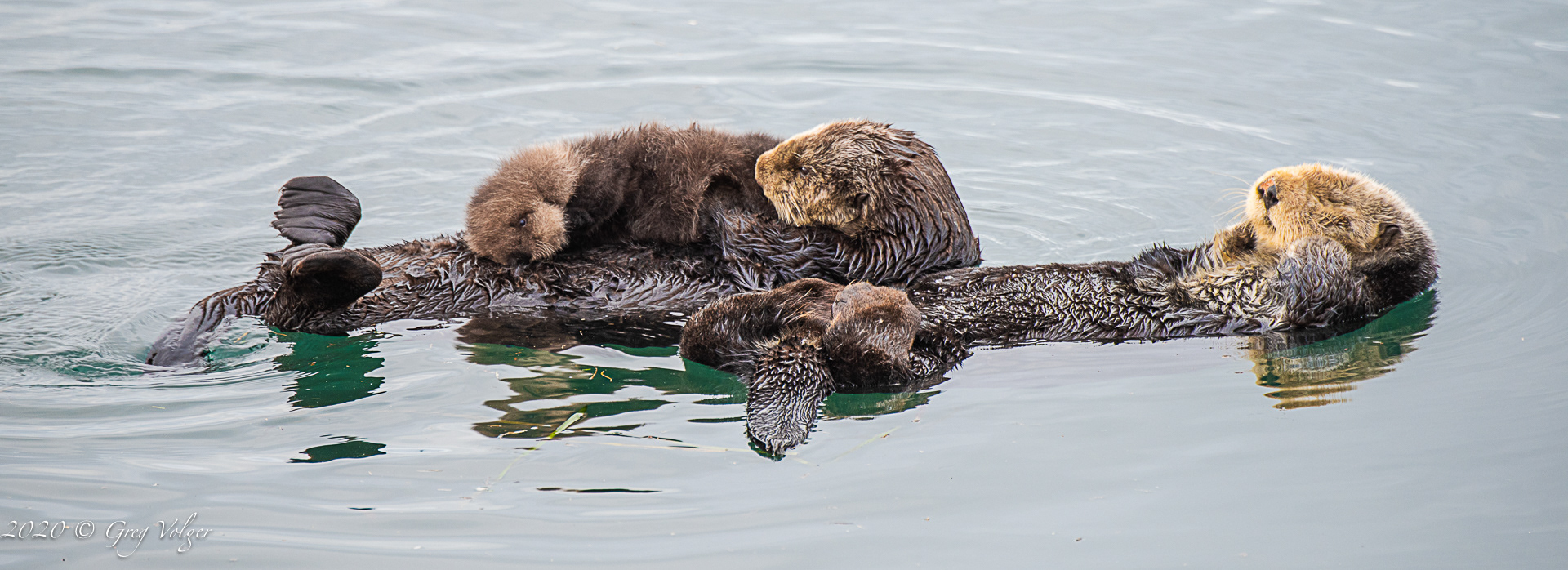 Sea Otters - Morro Bay