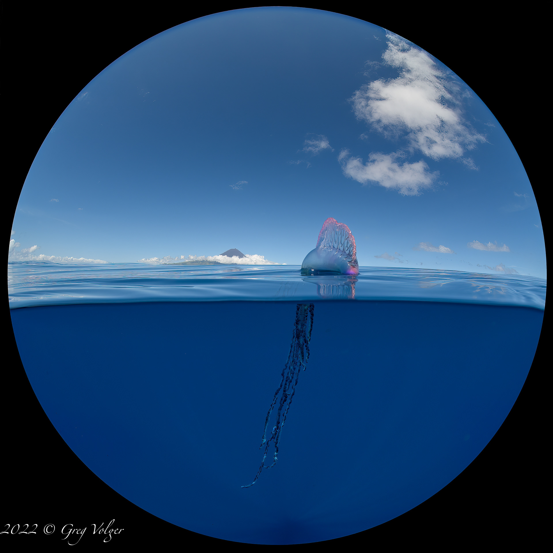 Portuguese Man o' war