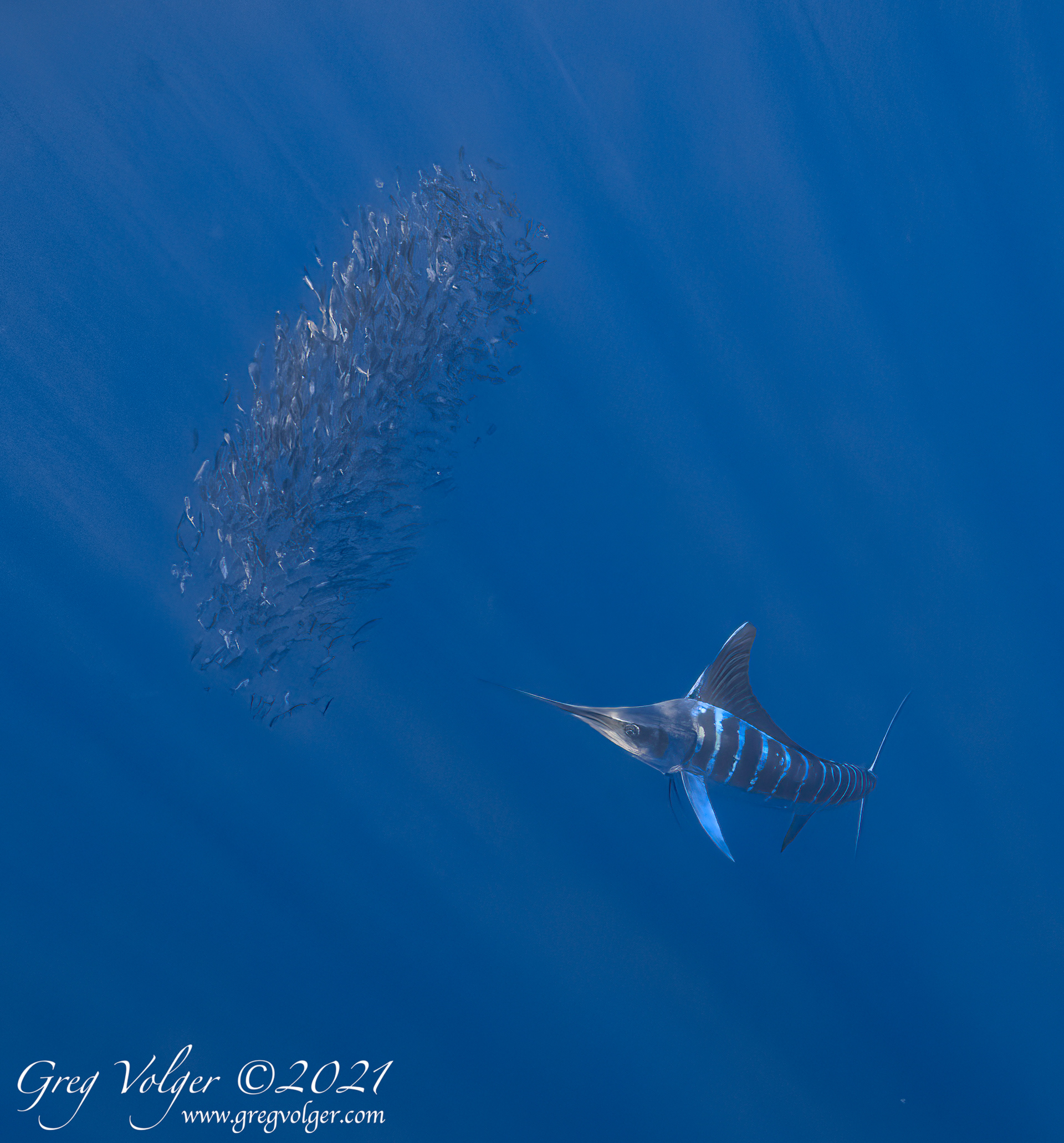 Magdalena Bay, Striped Marlin