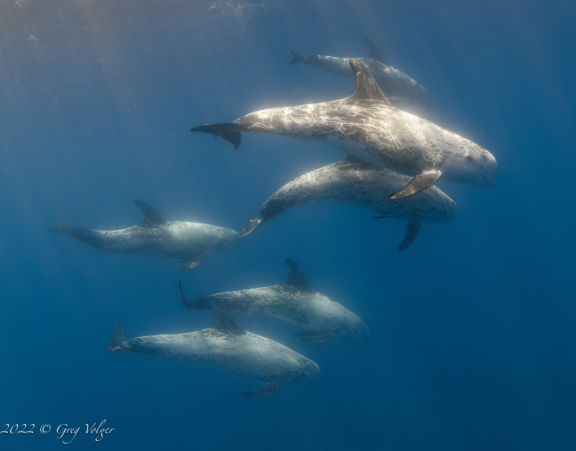 Risso Dolphins