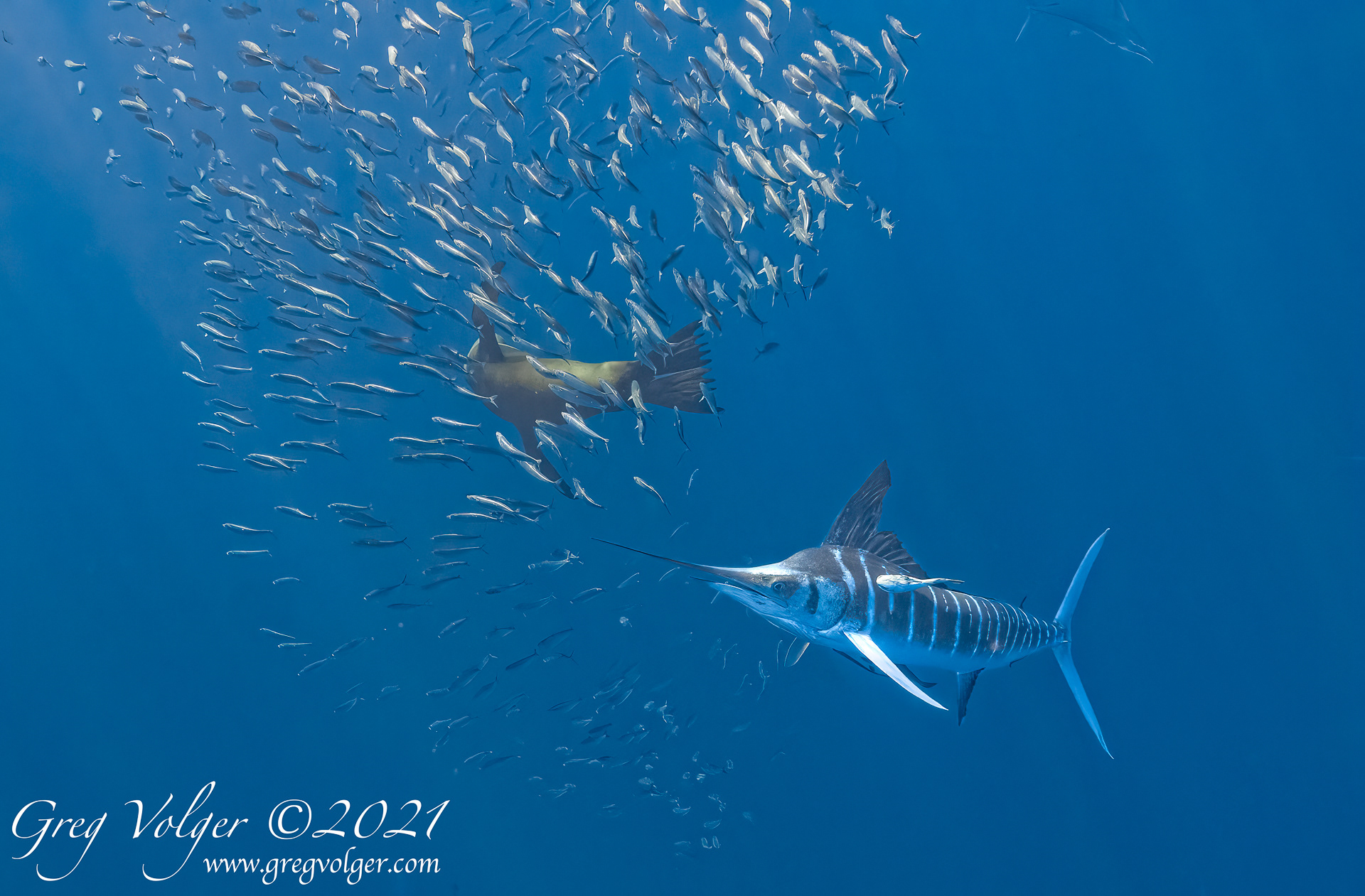 Magdalena Bay, Striped Marlin & Sea Lion