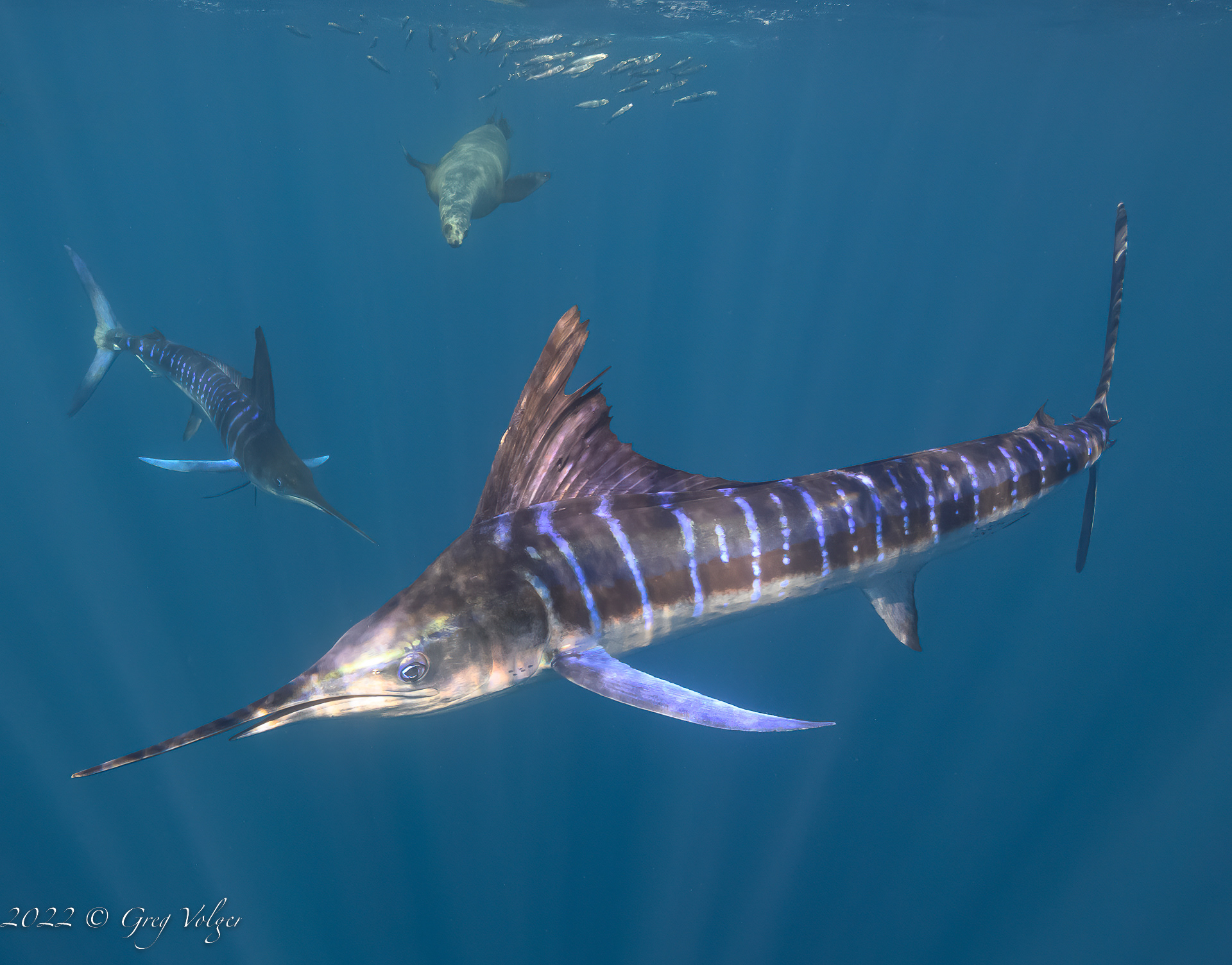 Marlin Magdalena Bay