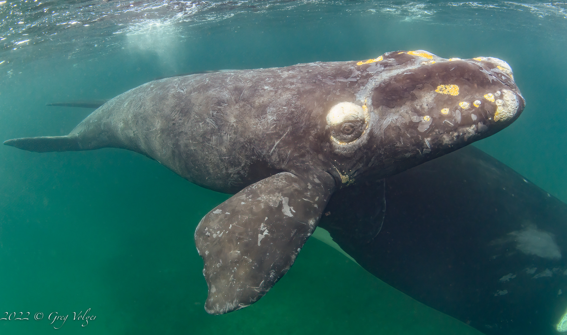 Southern Right Whale