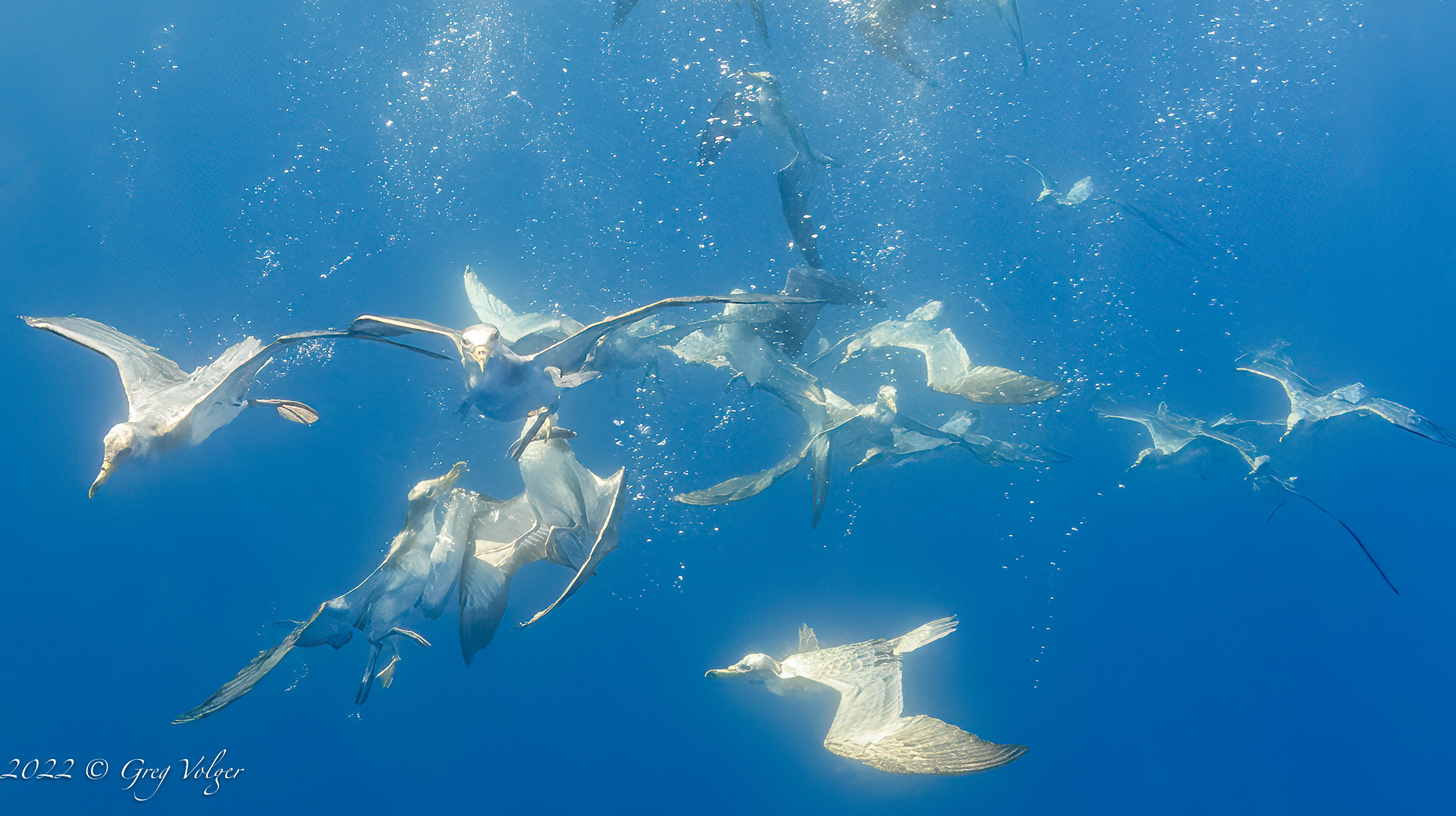 Bait ball frenzy