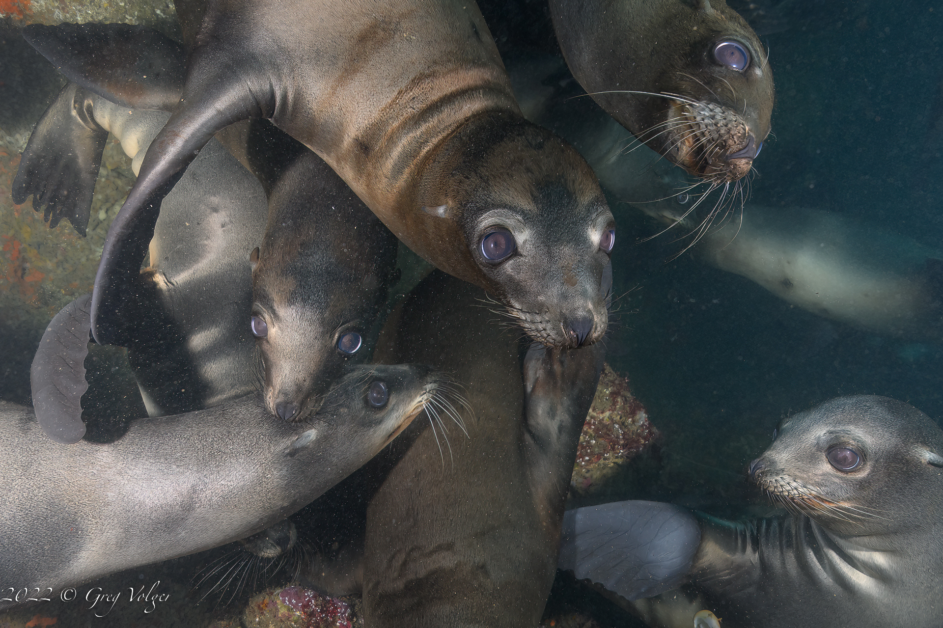 Sea Lions Santa Barbara Island