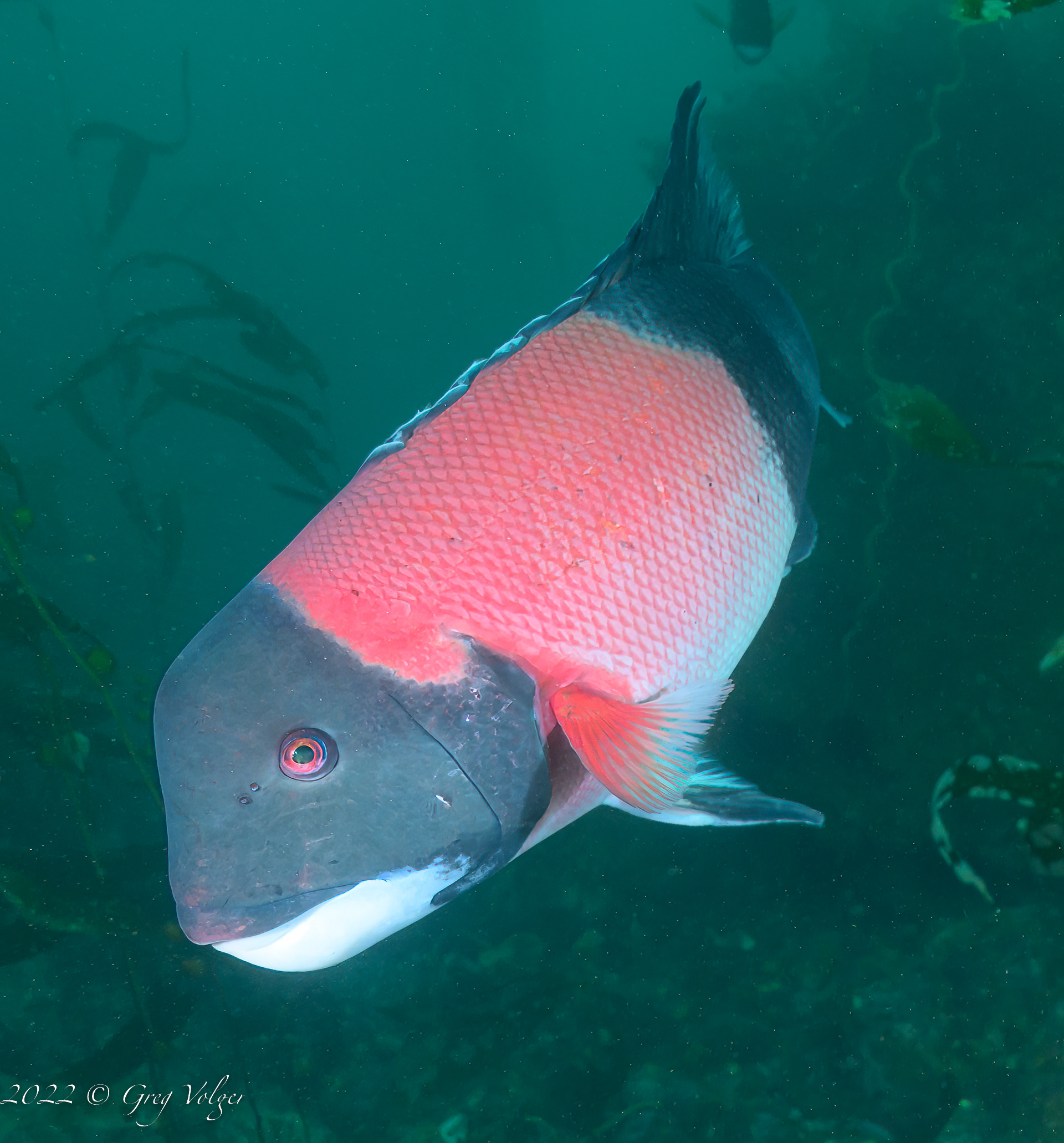 Male Sheephead