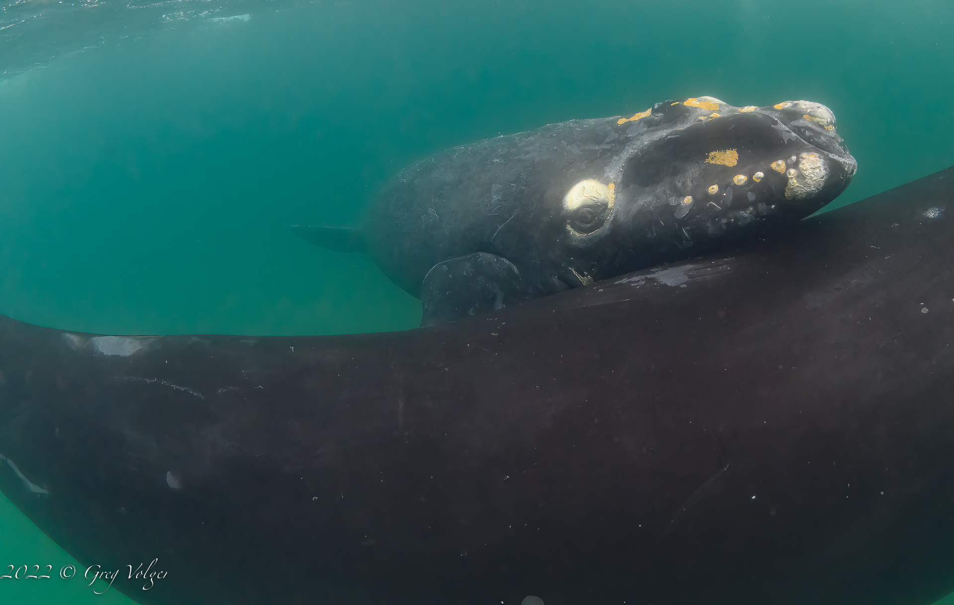 Southern Right Whale