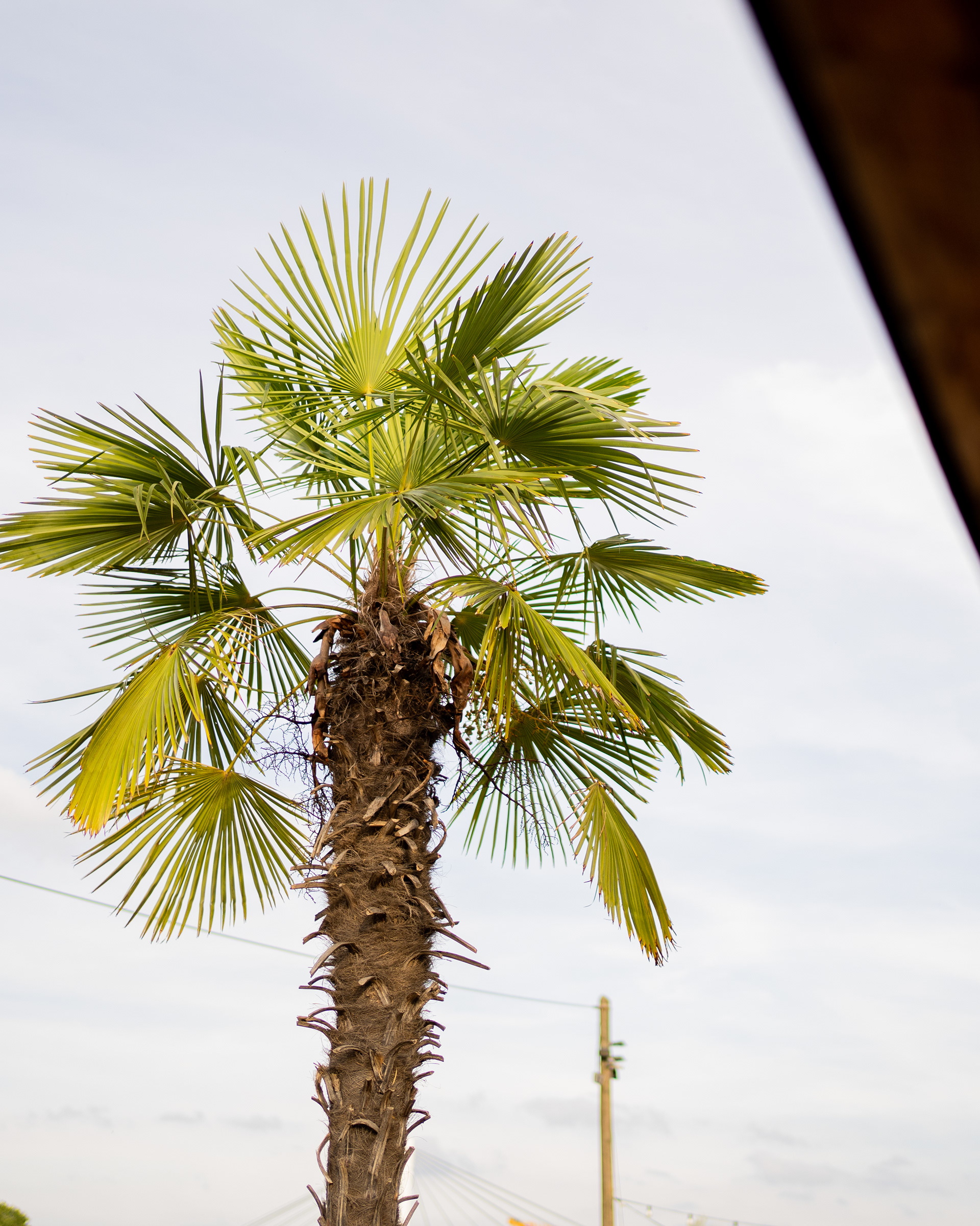 Palmen am Sandstrand