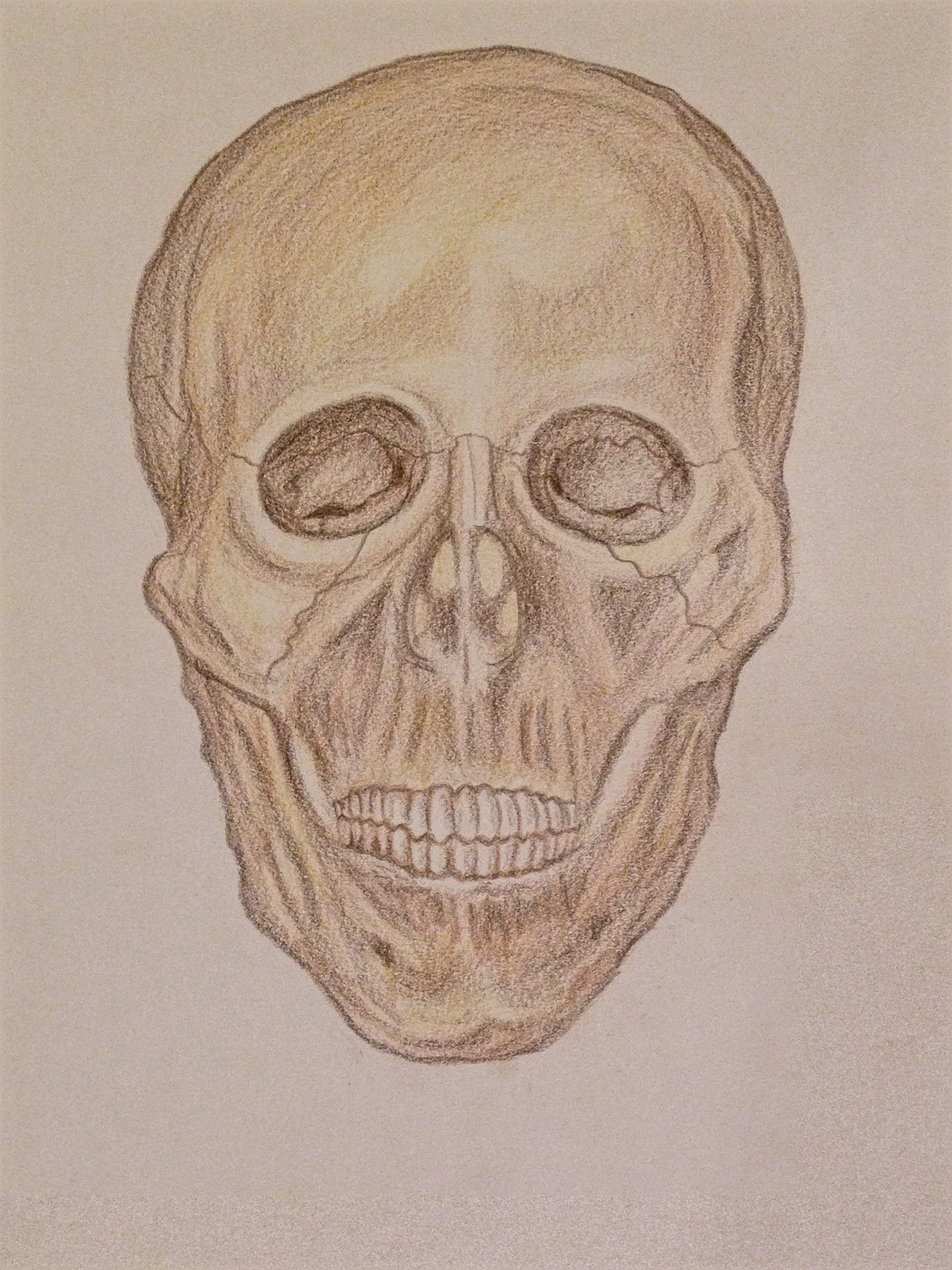 9" x 12" Color pencil on paper,  Skeleton Front 
