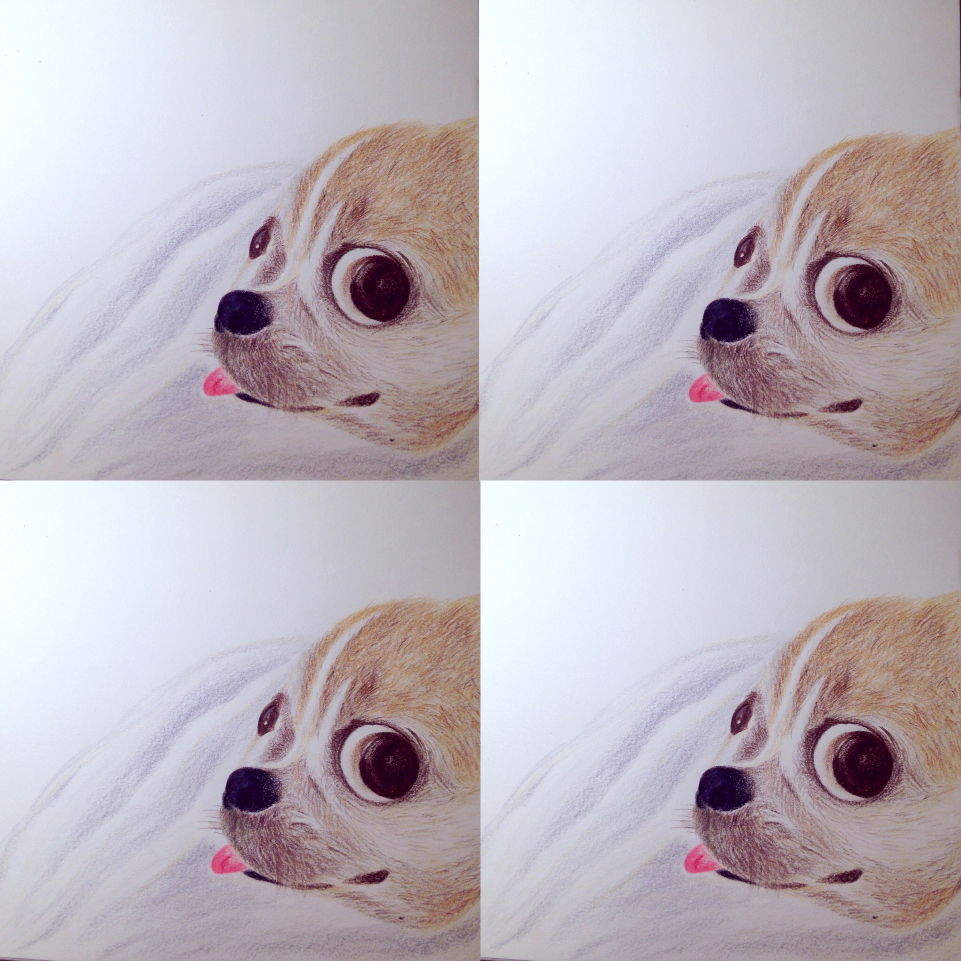 10"x 10" Color pencil on paper, puppy