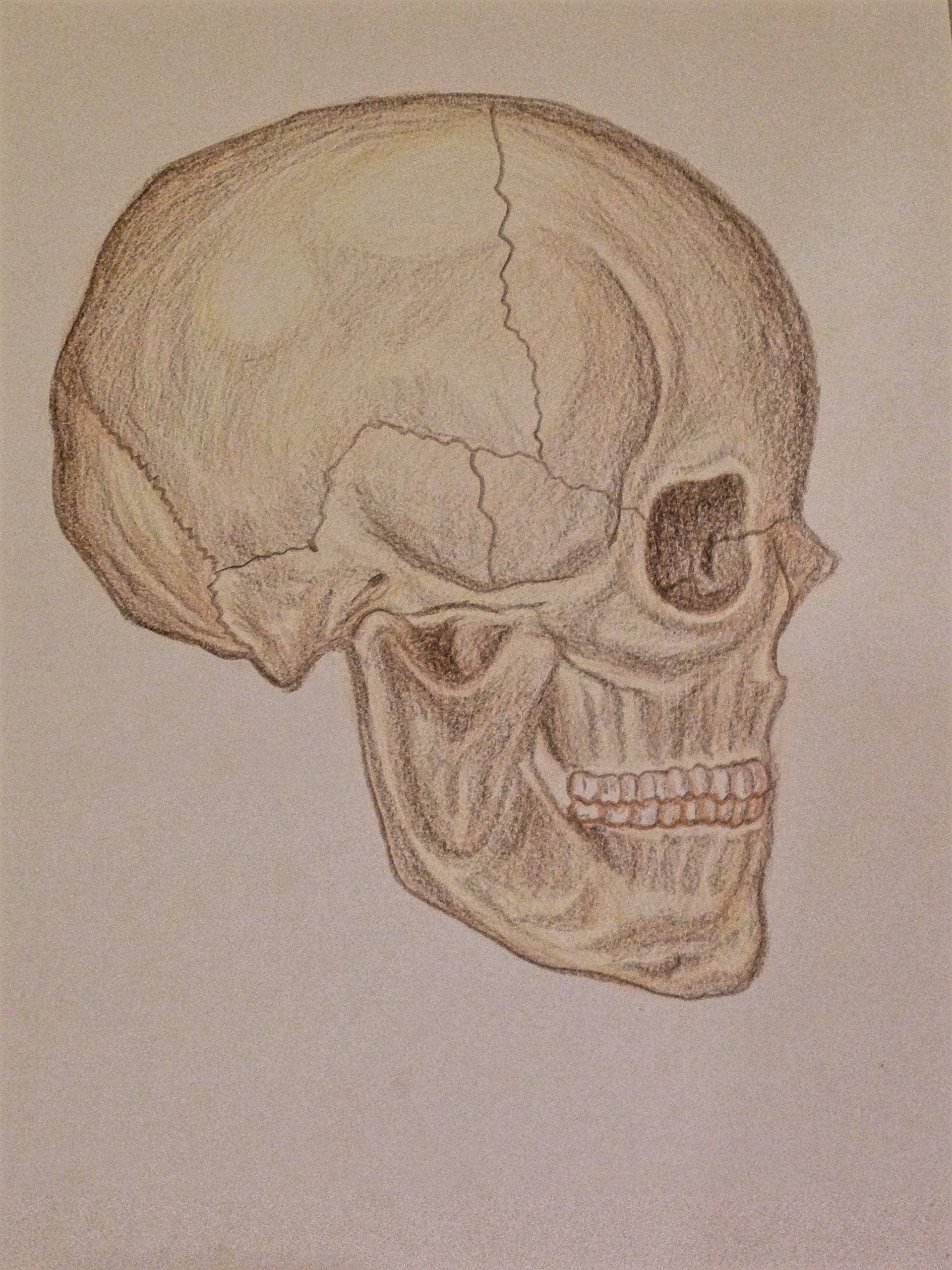 9" x 12" Color pencil on paper,  Skeleton Side
