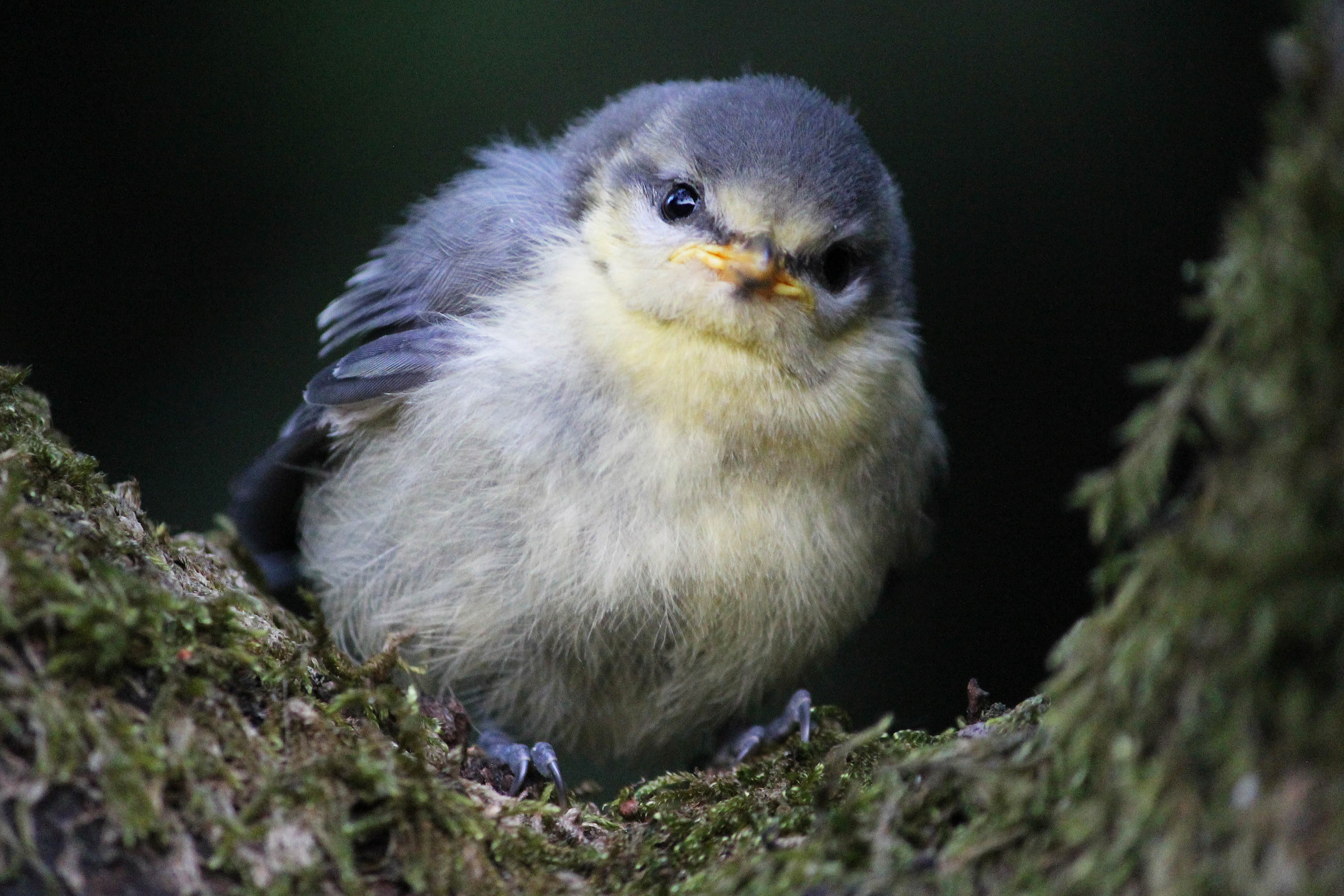 Hi, bird