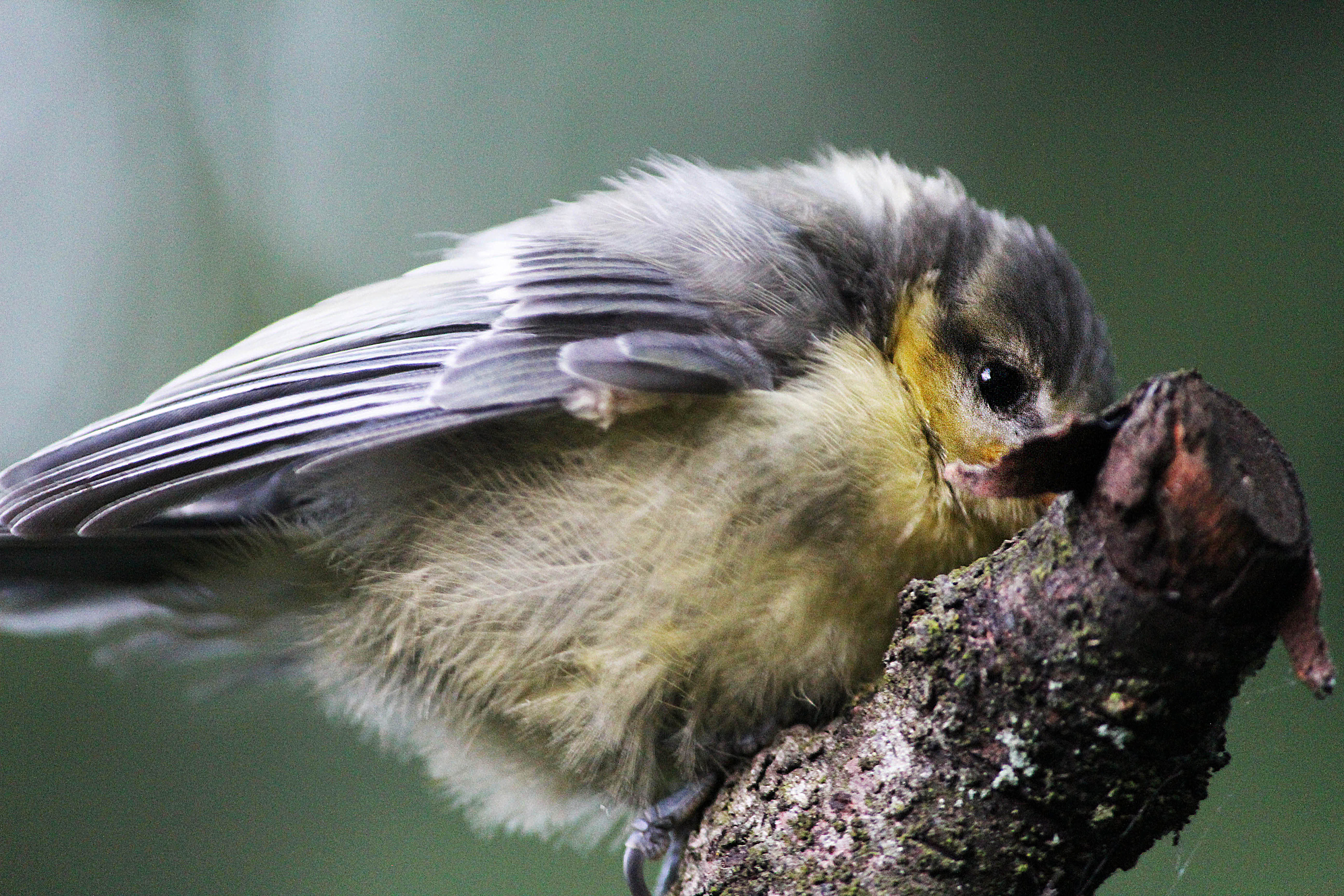 Hey, bird