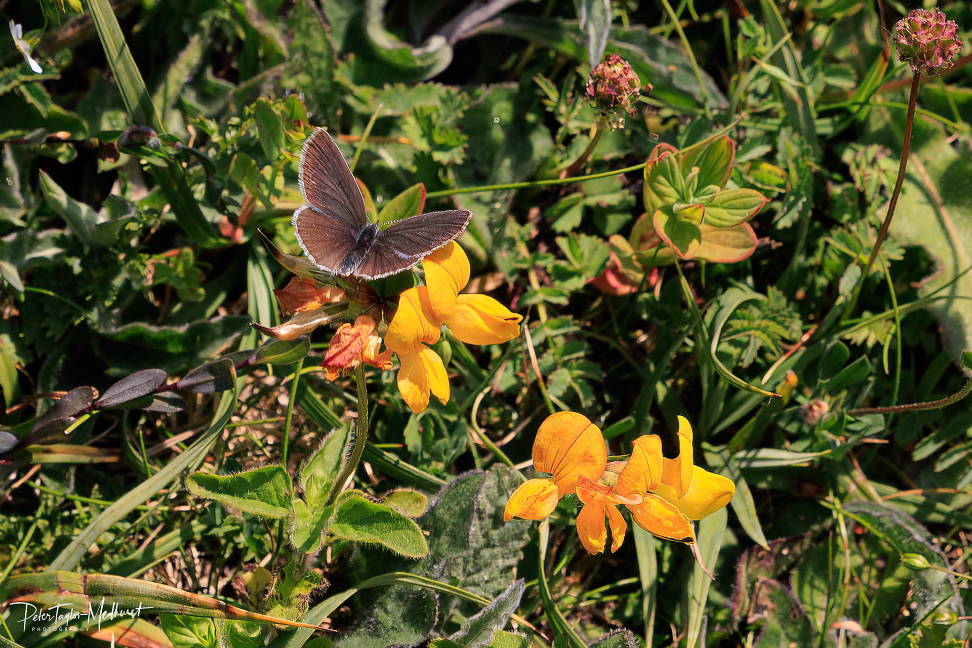Small Blue on Bird's-Foot Trefoil