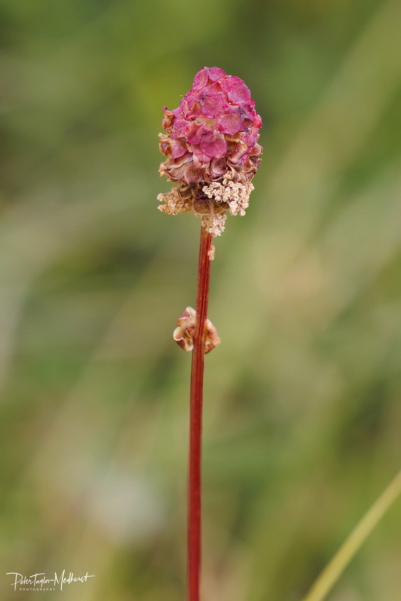 Salad Burnet - Banstead Downs