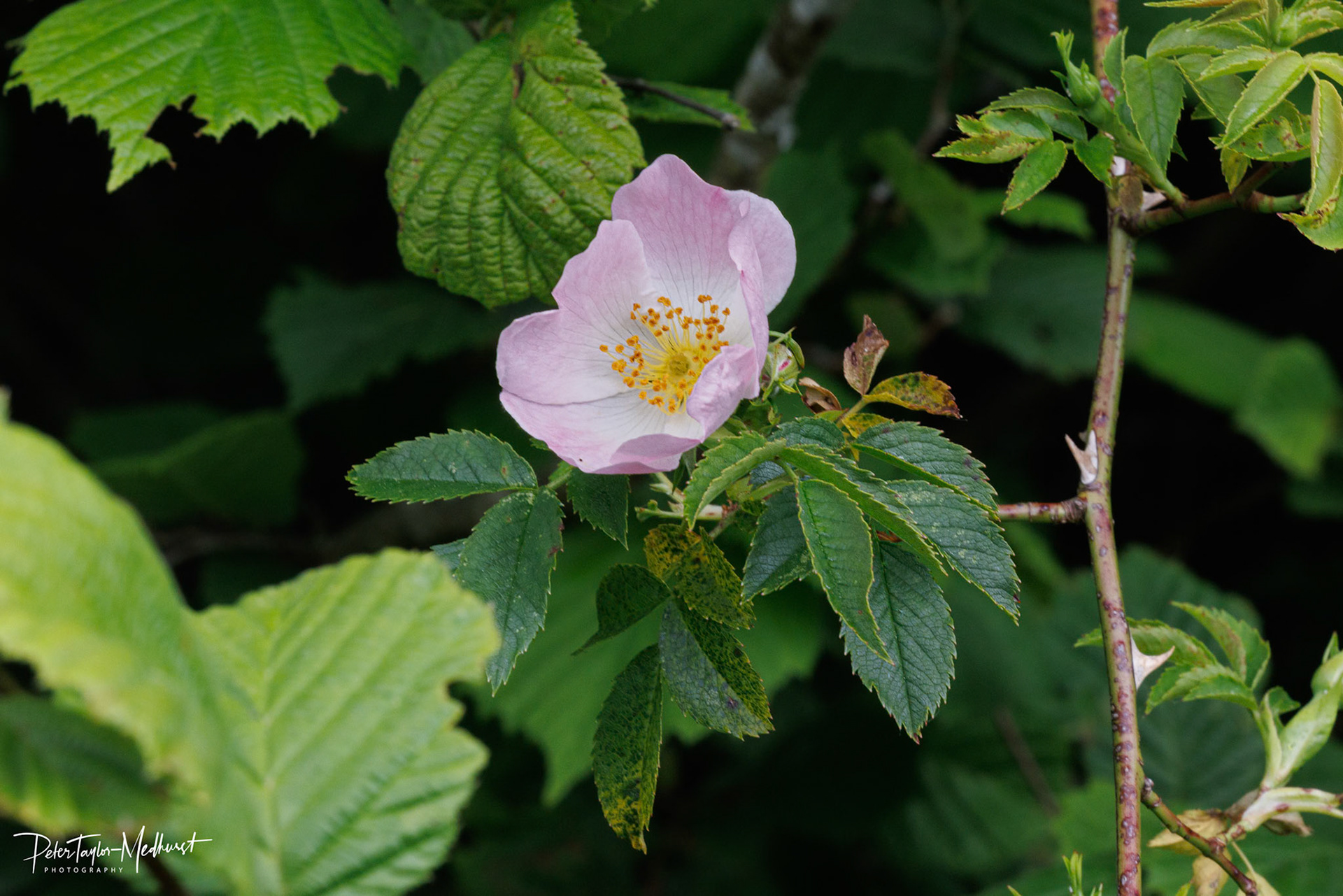 Dog Rose - Park Downs