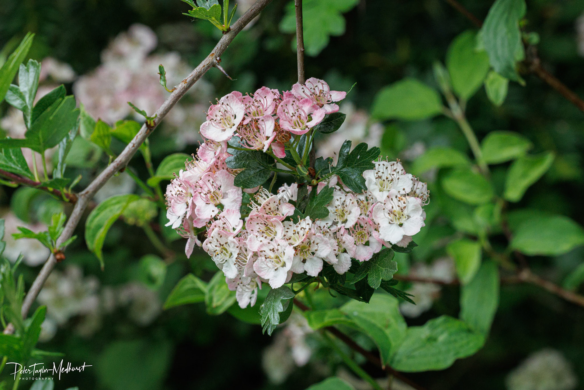 Hawthorn - Park Downs
