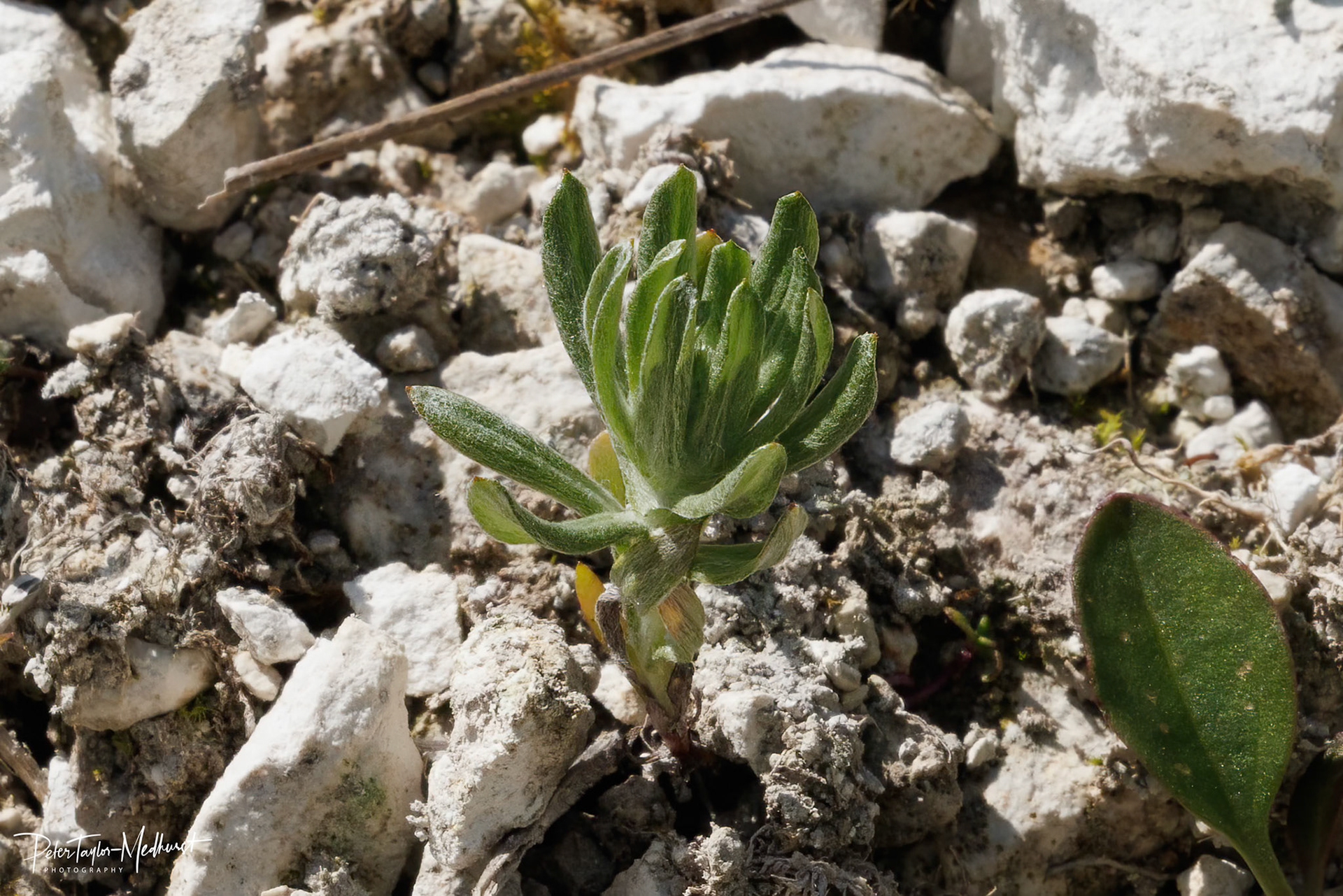 Broad-leaved Cudweed - Banstead Downs