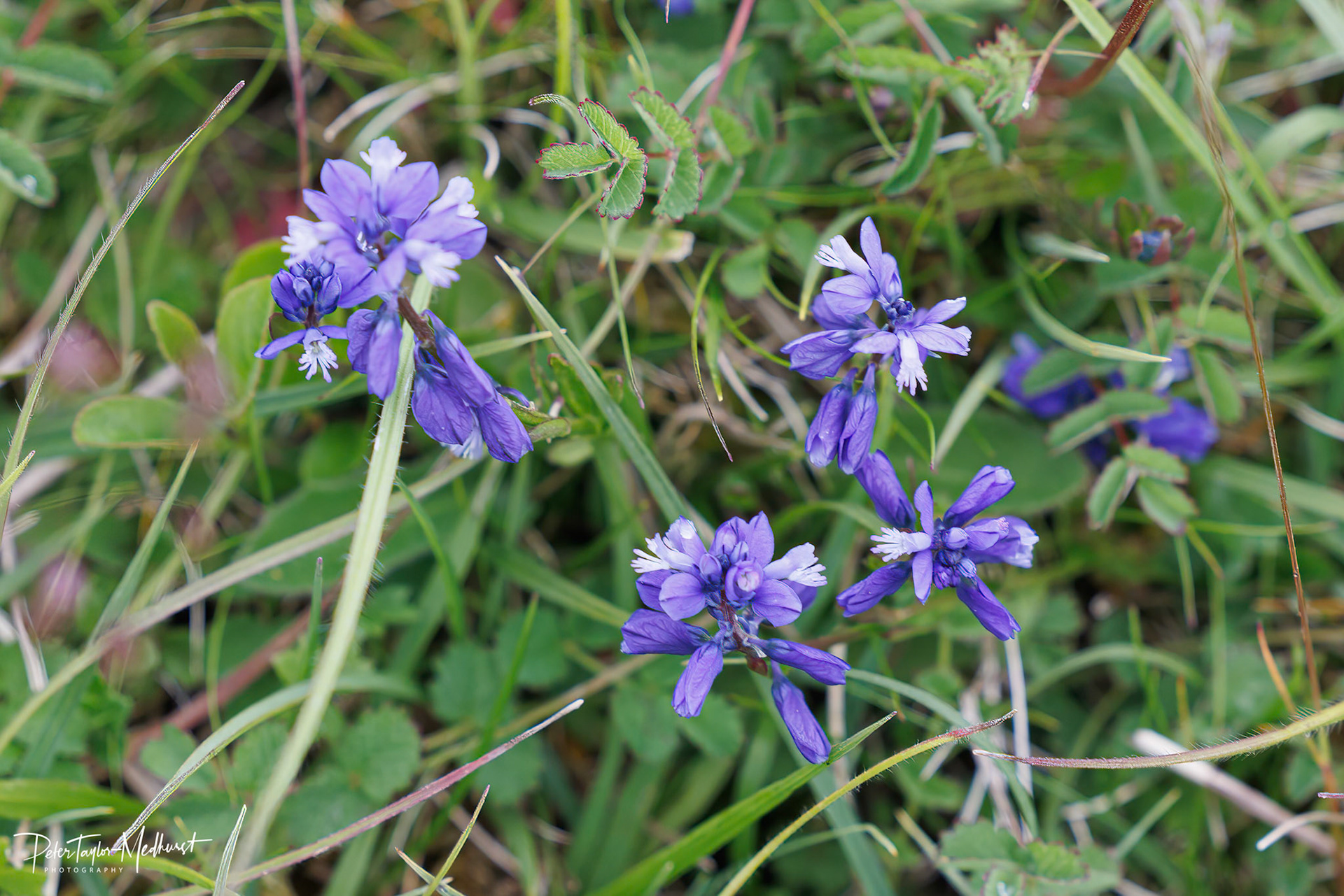 Common Milkwort - Park Downs