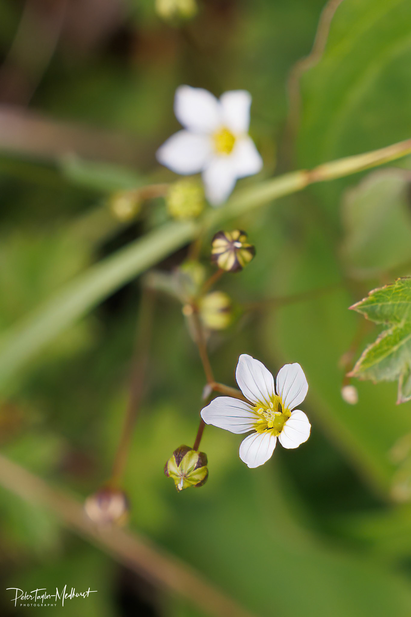 Fairy Flax - Banstead Downs