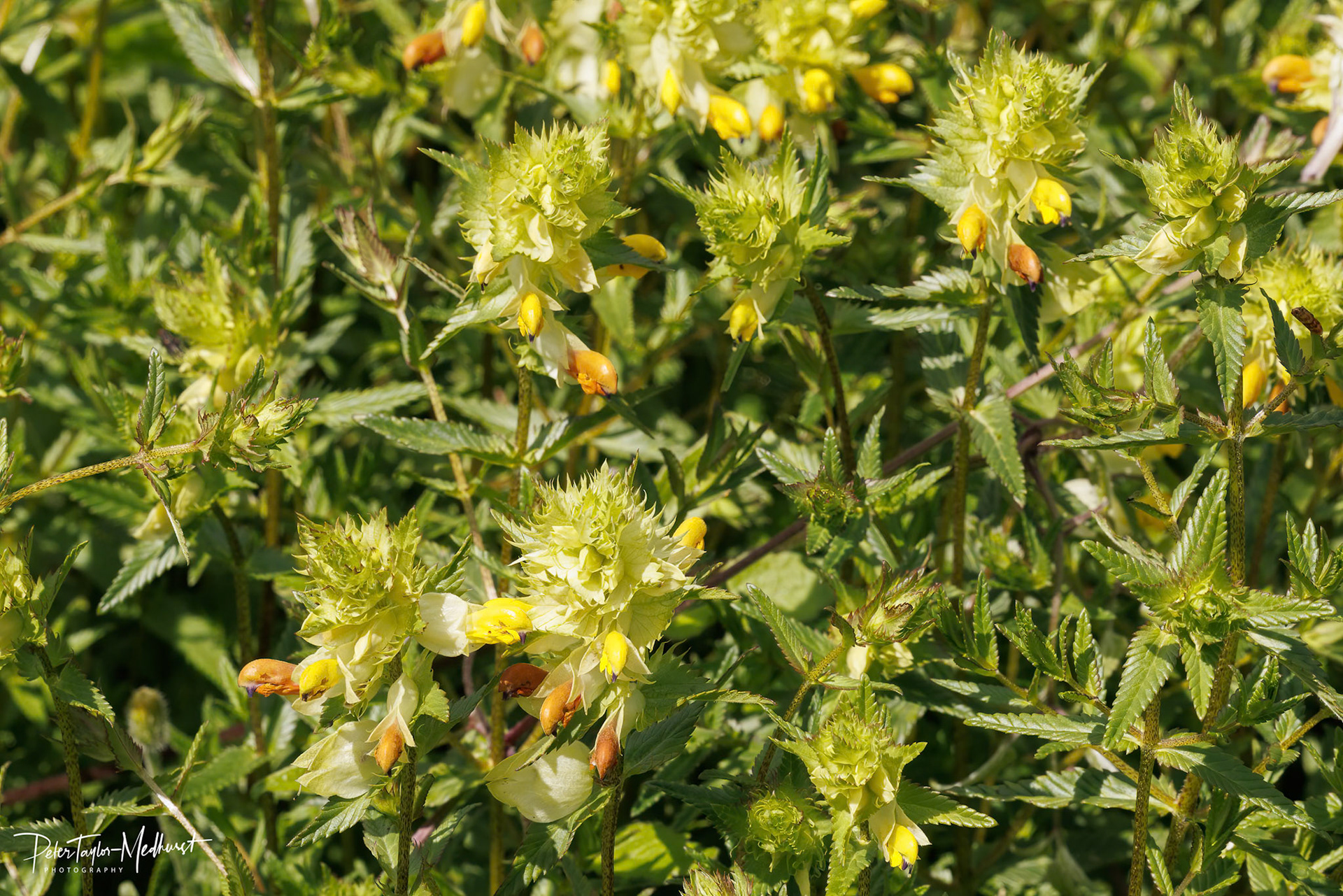 Greater Yellow-rattle - Banstead Downs