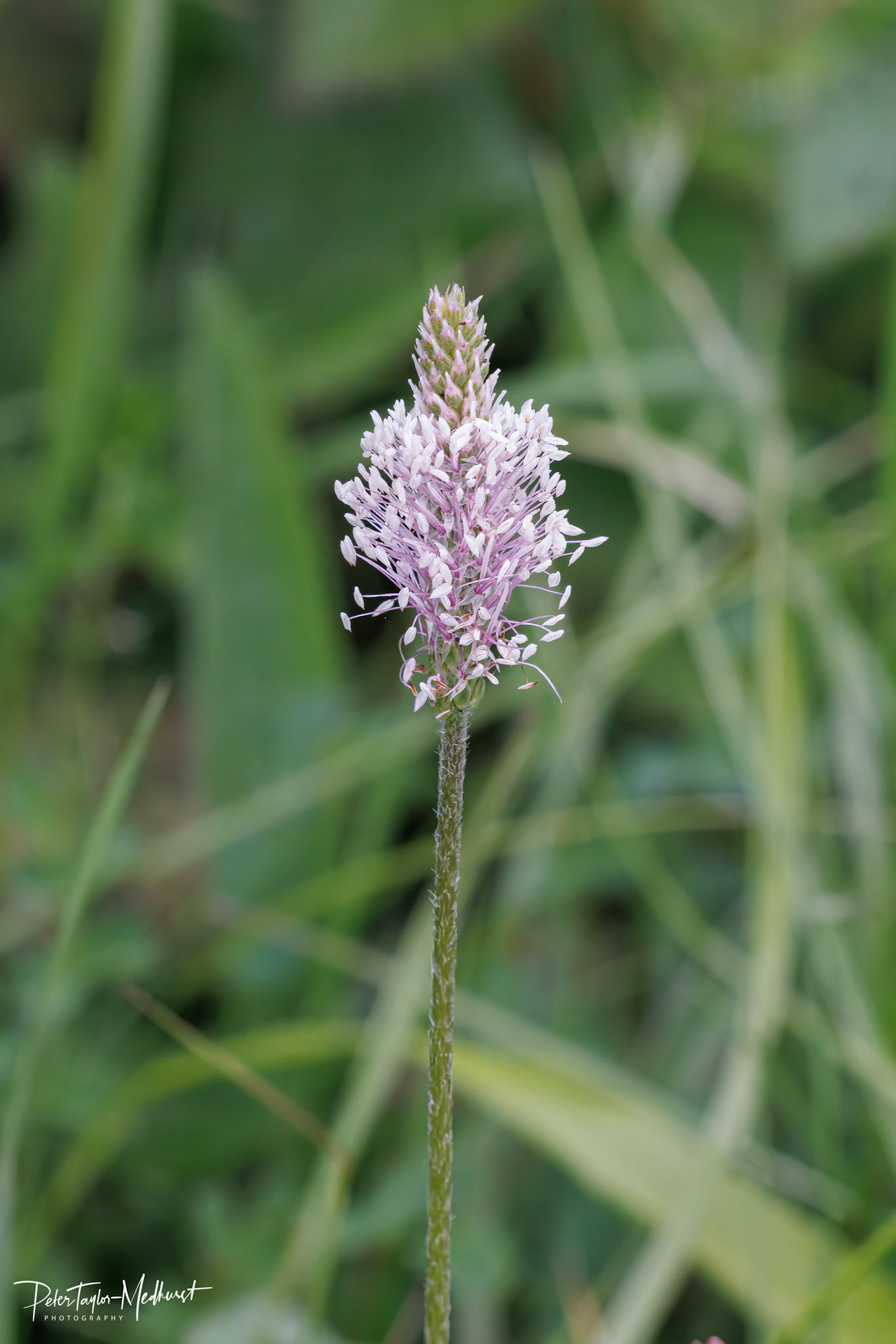 Hoary Plantain - Park Downs