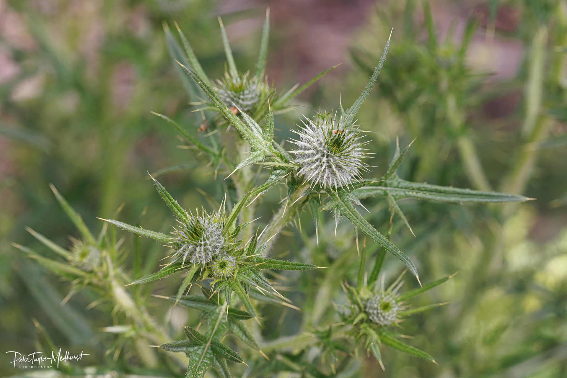 Spear Thistle - Banstead Downs