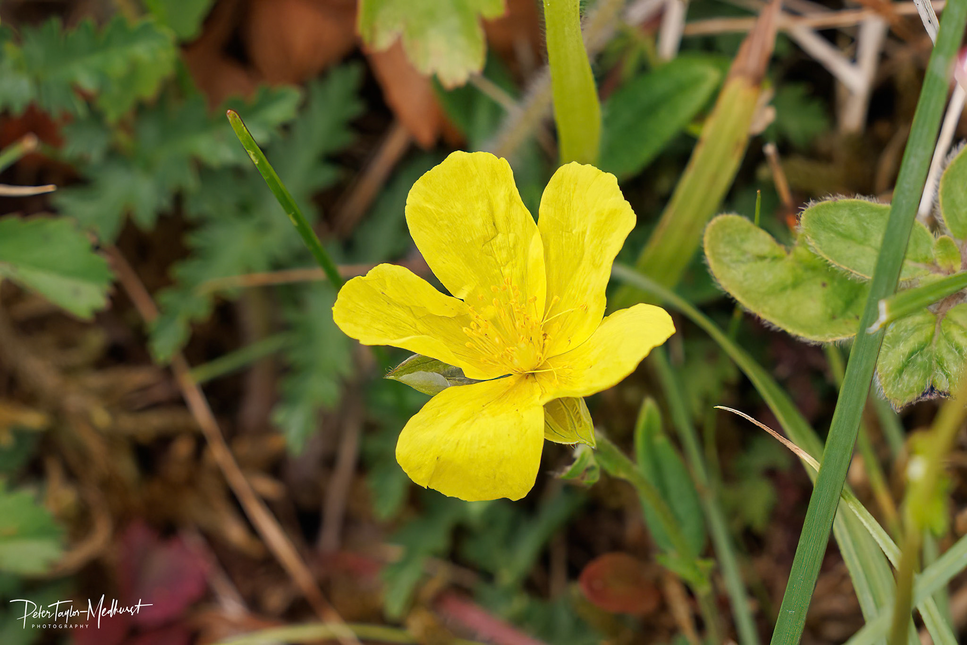 Common Rock-rose - Banstead Downs
