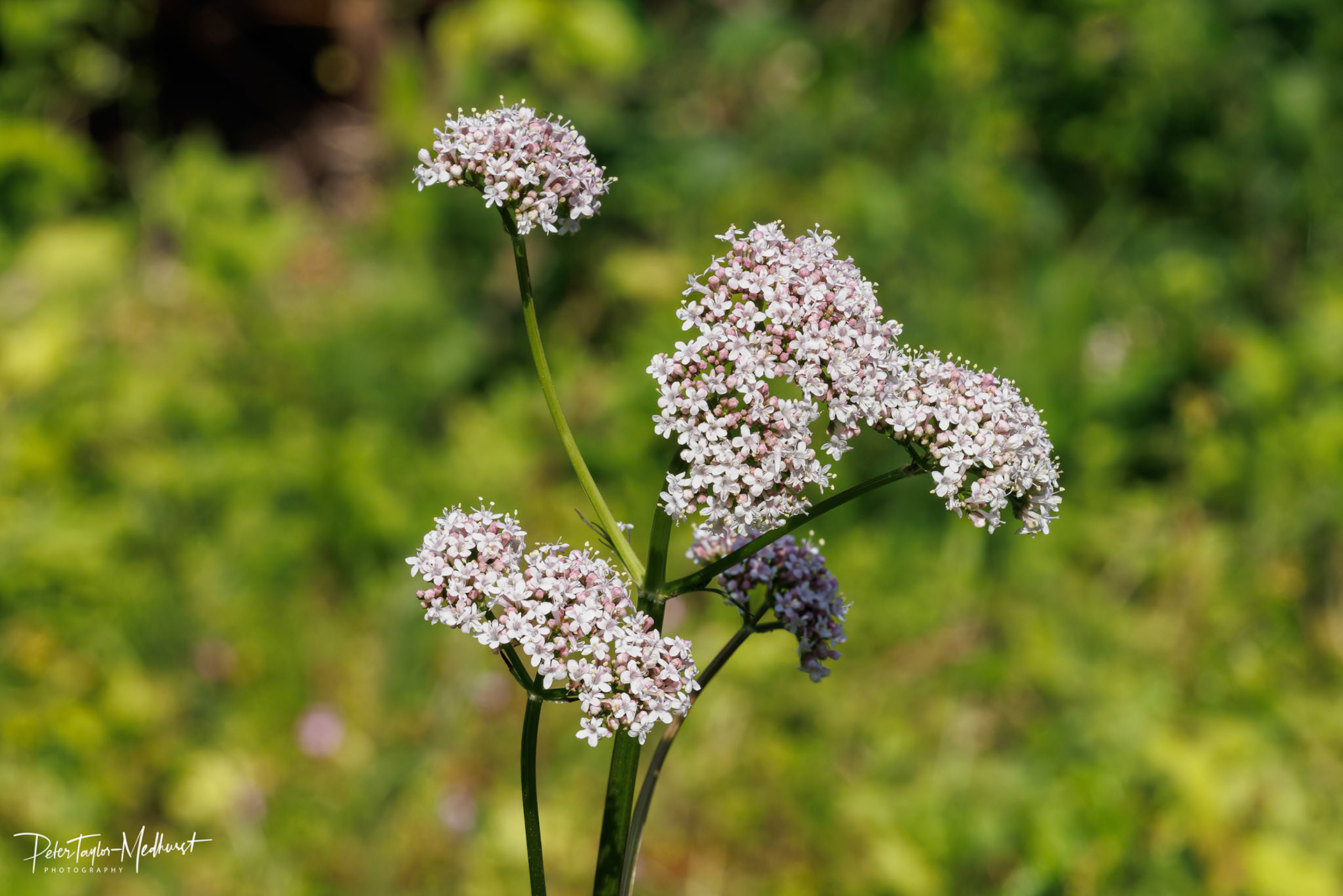 Common Valerian - Banstead Downs