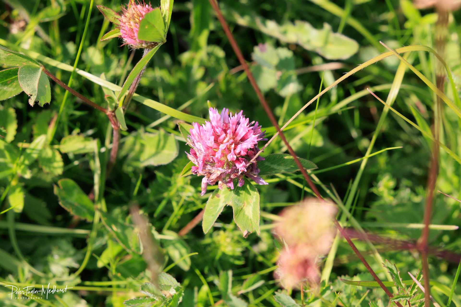 Red Clover - Park Downs