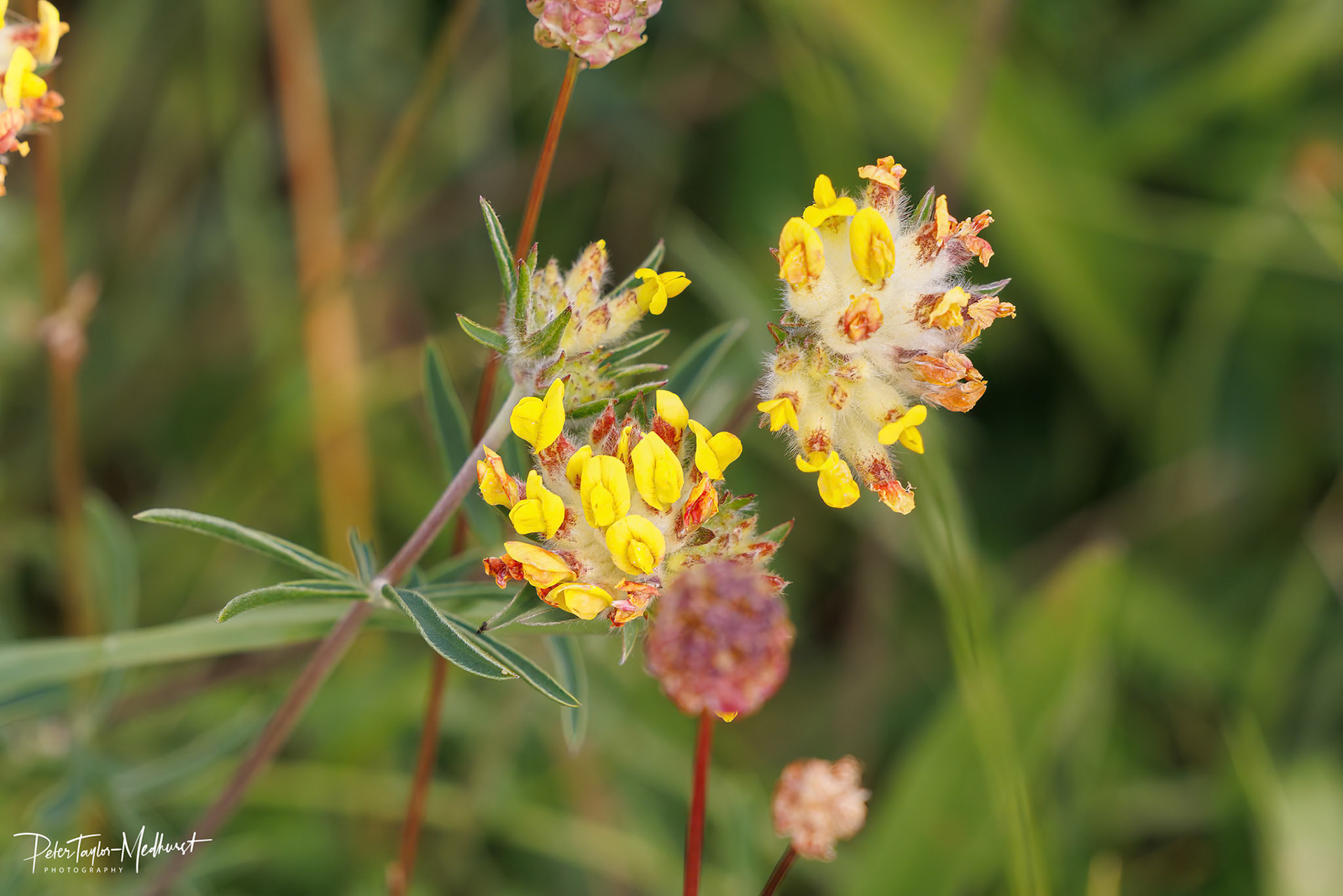Kidney Vetch - Banstead Downs