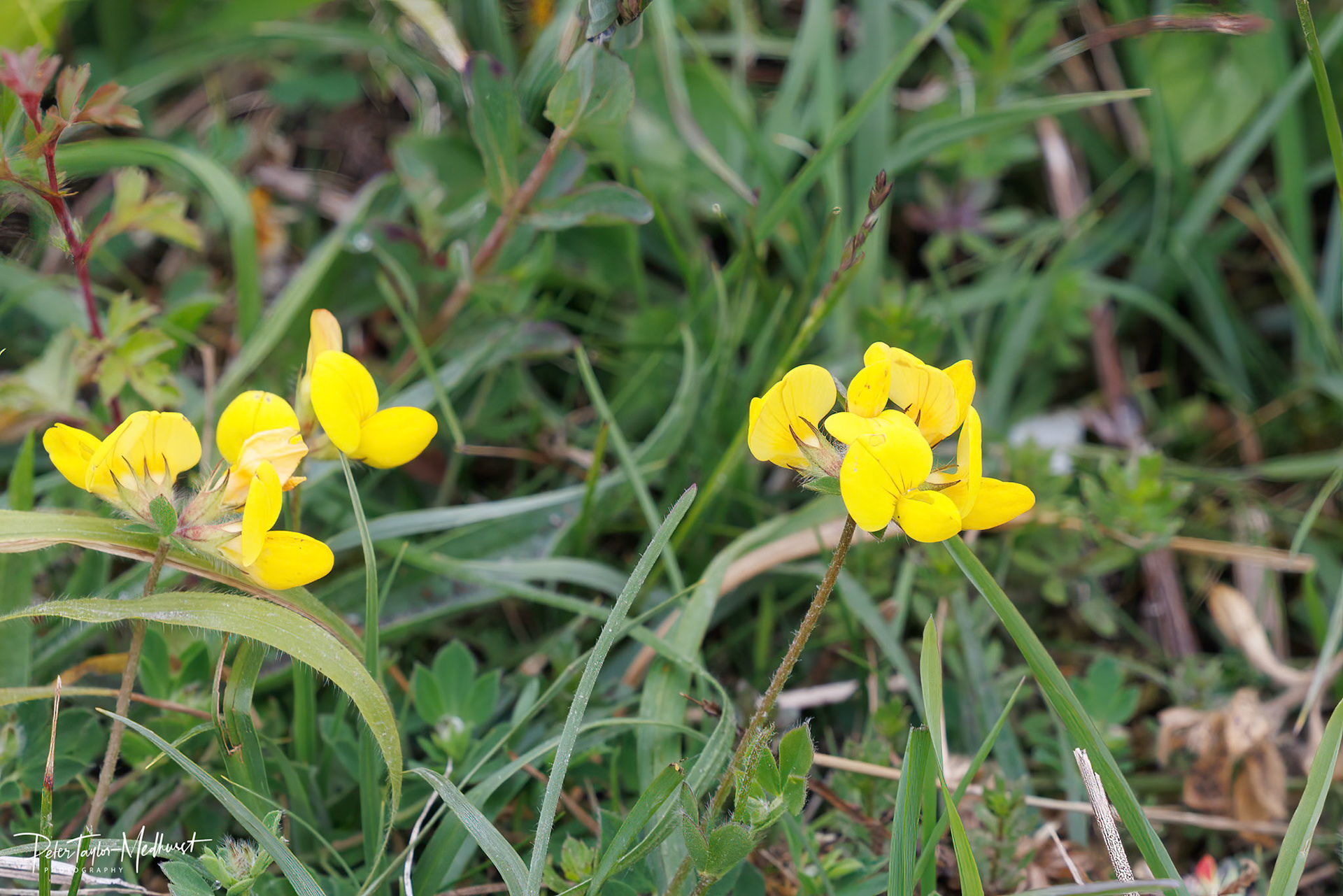 Bird's-foot Trefoil - Park Downs