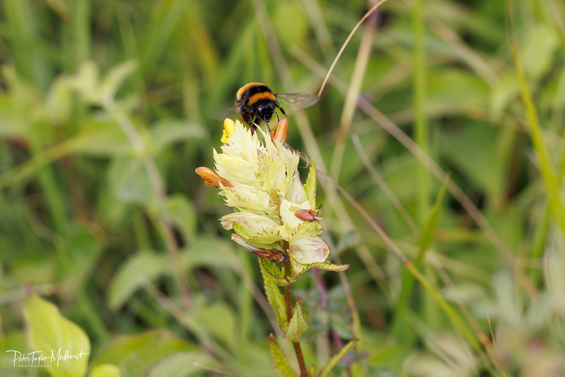 Greater Yellow-rattle - Banstead Downs