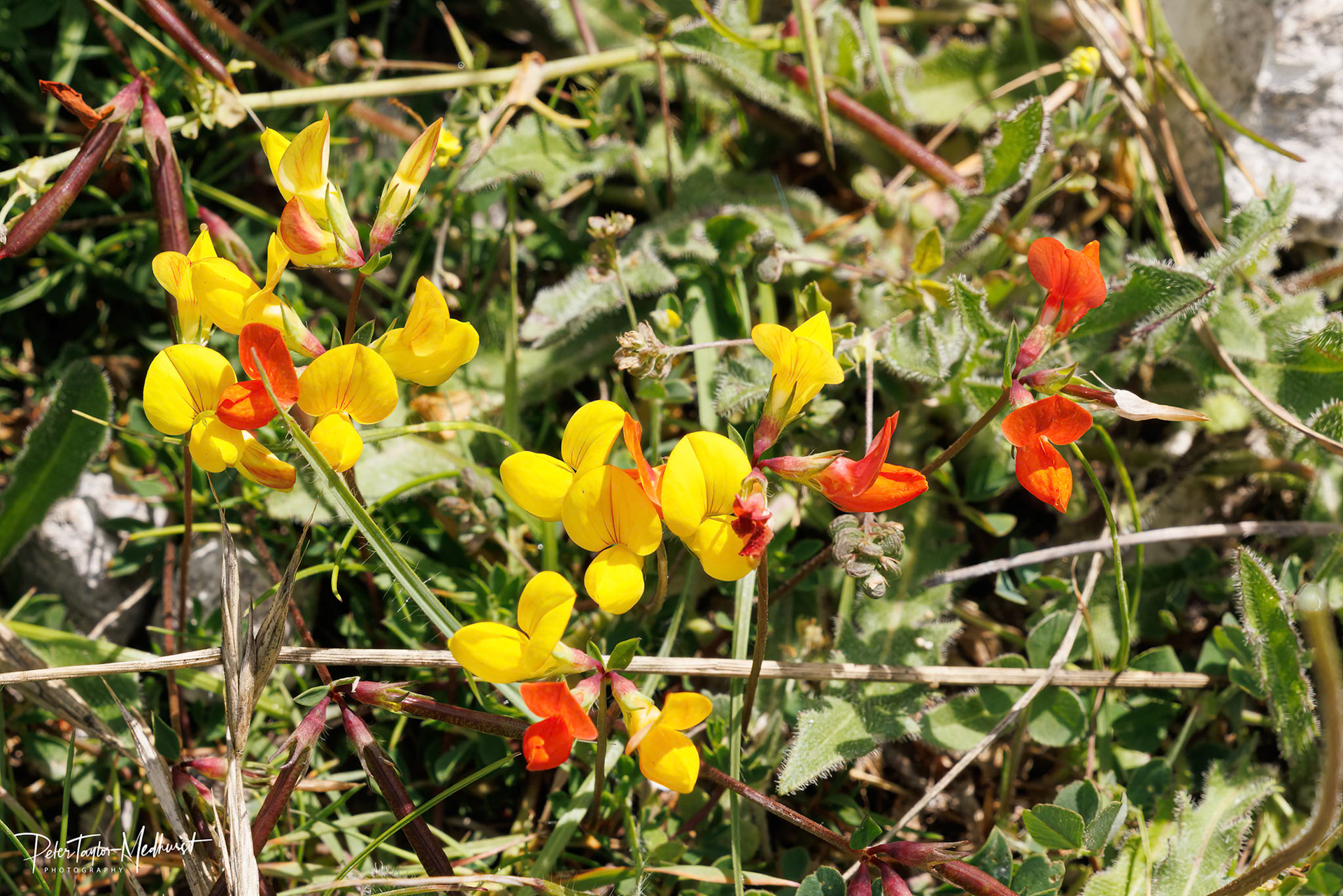 Bird's-foot Trefoil - Banstead Downs