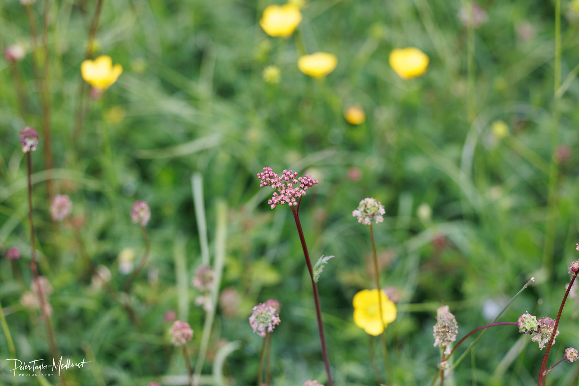 Dropwort - Park Downs