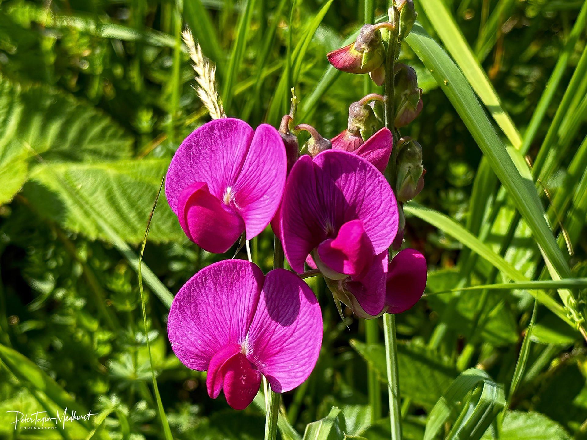 Broad-leaved Everlasting Pea - Banstead Downs