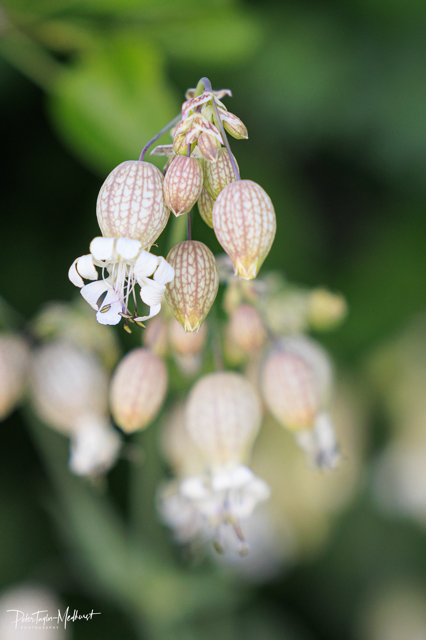 Bladder Campion - Park Downs