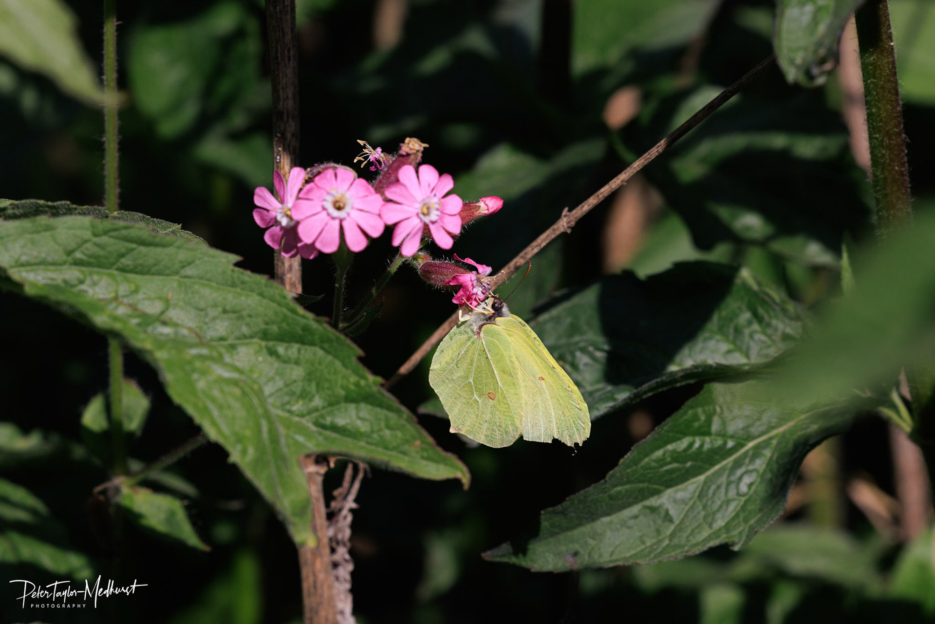 Common Brimstone - Park Downs