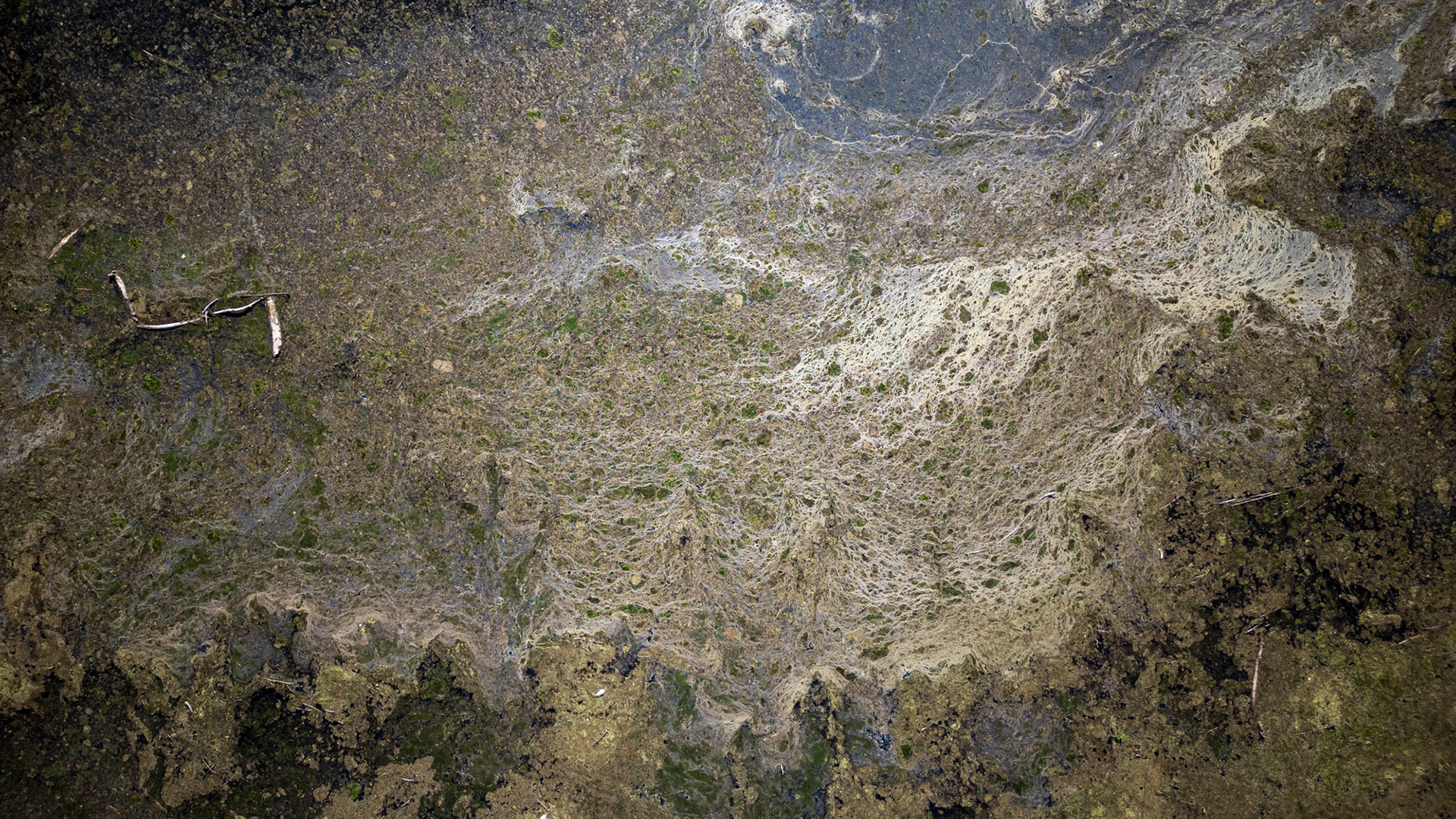 04 de septiembre 2024 / PAINE La Laguna Aculeo vuelve a su cause tras 6 años de sequía total gracias a las lluvias de los últimos años.