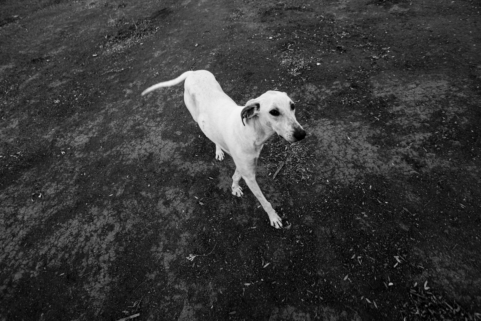15 de abril 2022 / PUCHUNCAVÍ Un perro callejero en El Paso, zona rural de Puchuncaví, Región de Valparaíso.