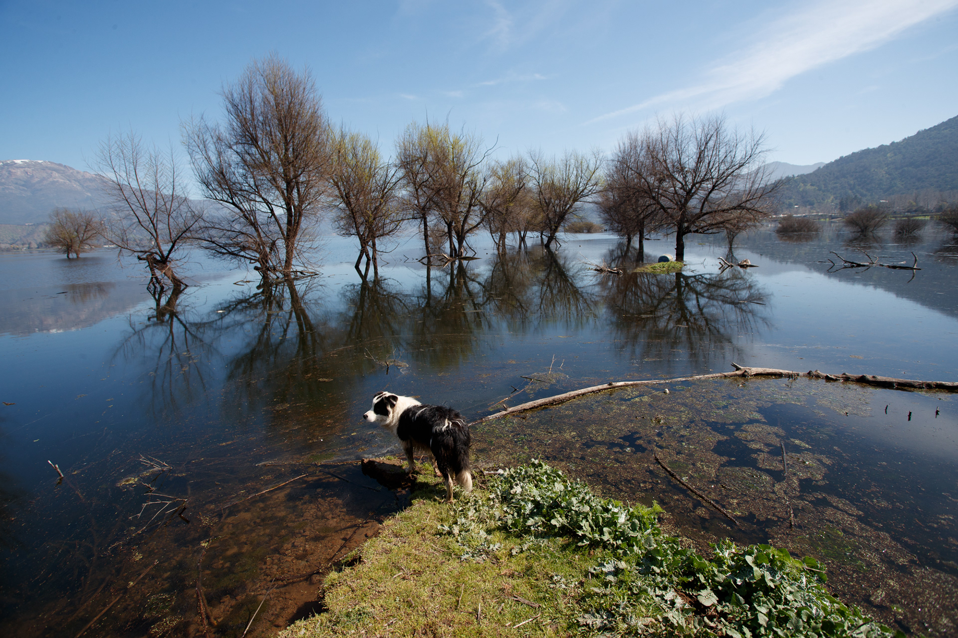 04 de septiembre 2024 / PAINE Arboles inundados por el renacimiento de la Laguna Aculeo que tras 6 años de sequía total volvió a su cause gracias a las lluvias de los últimos años.