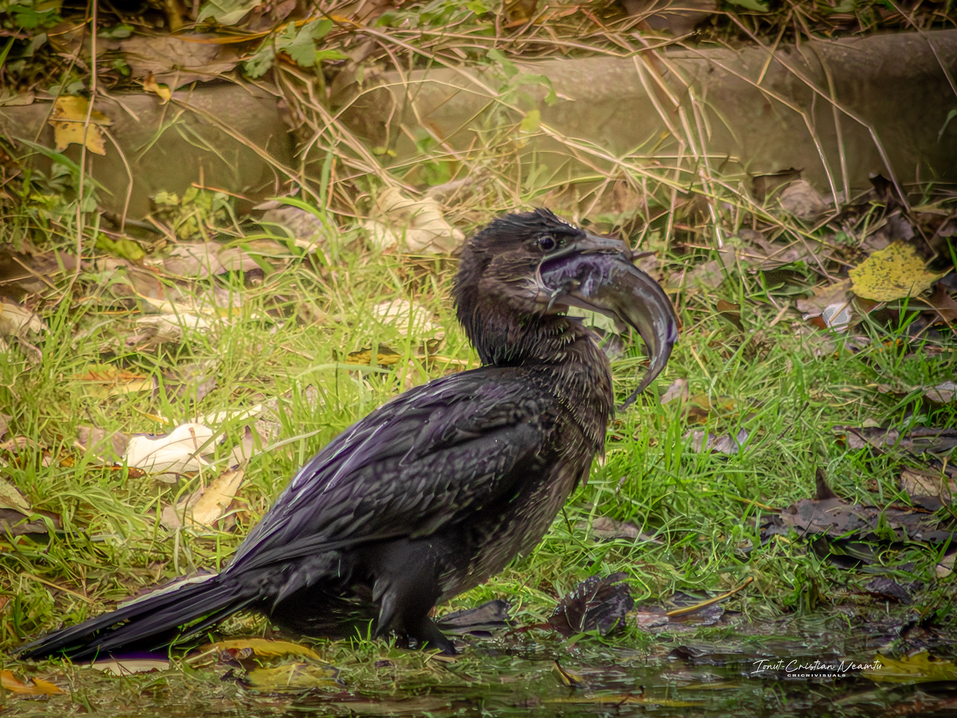 Small Cormorant
