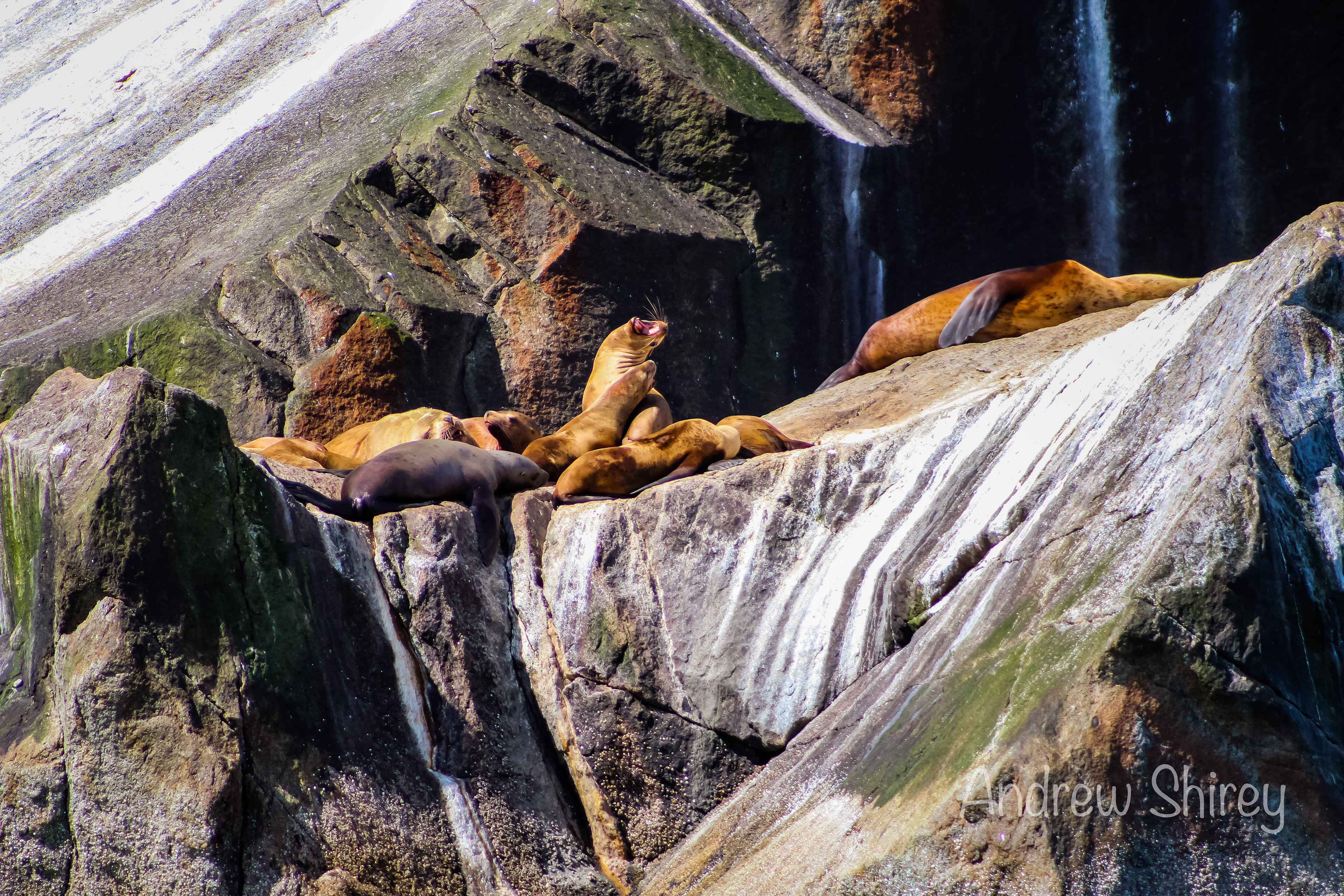 sea lions
