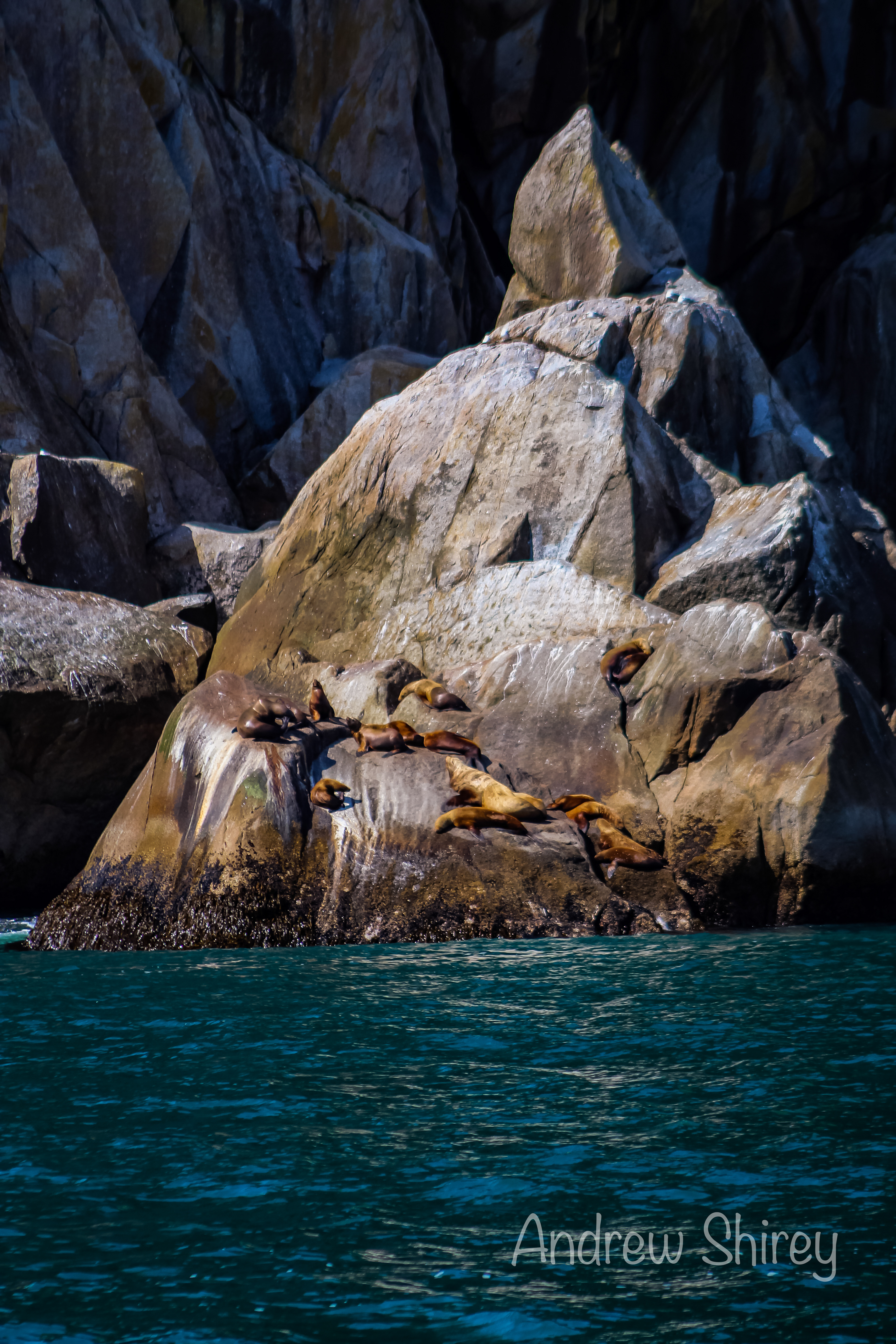 sea lions