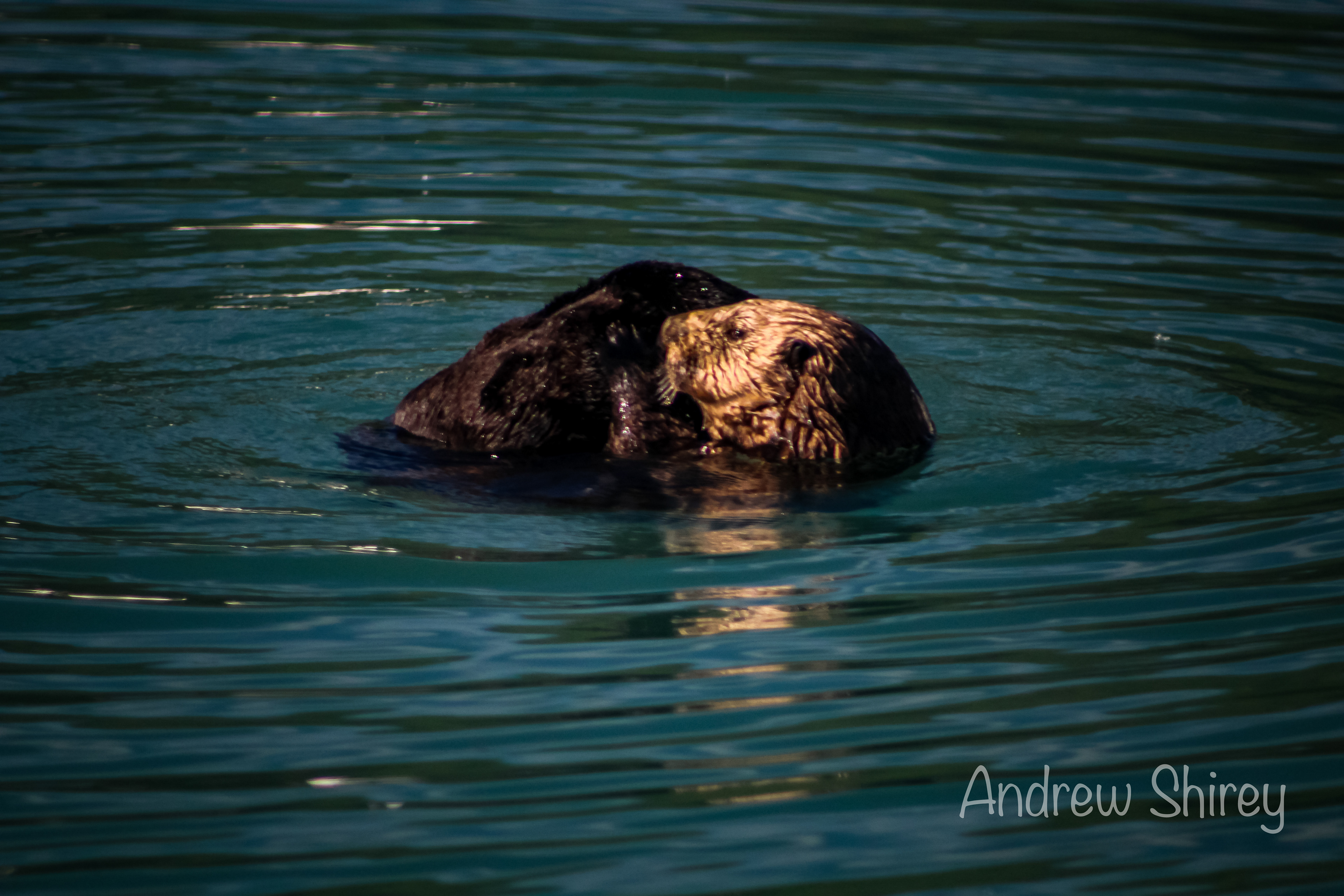 Sea Otter