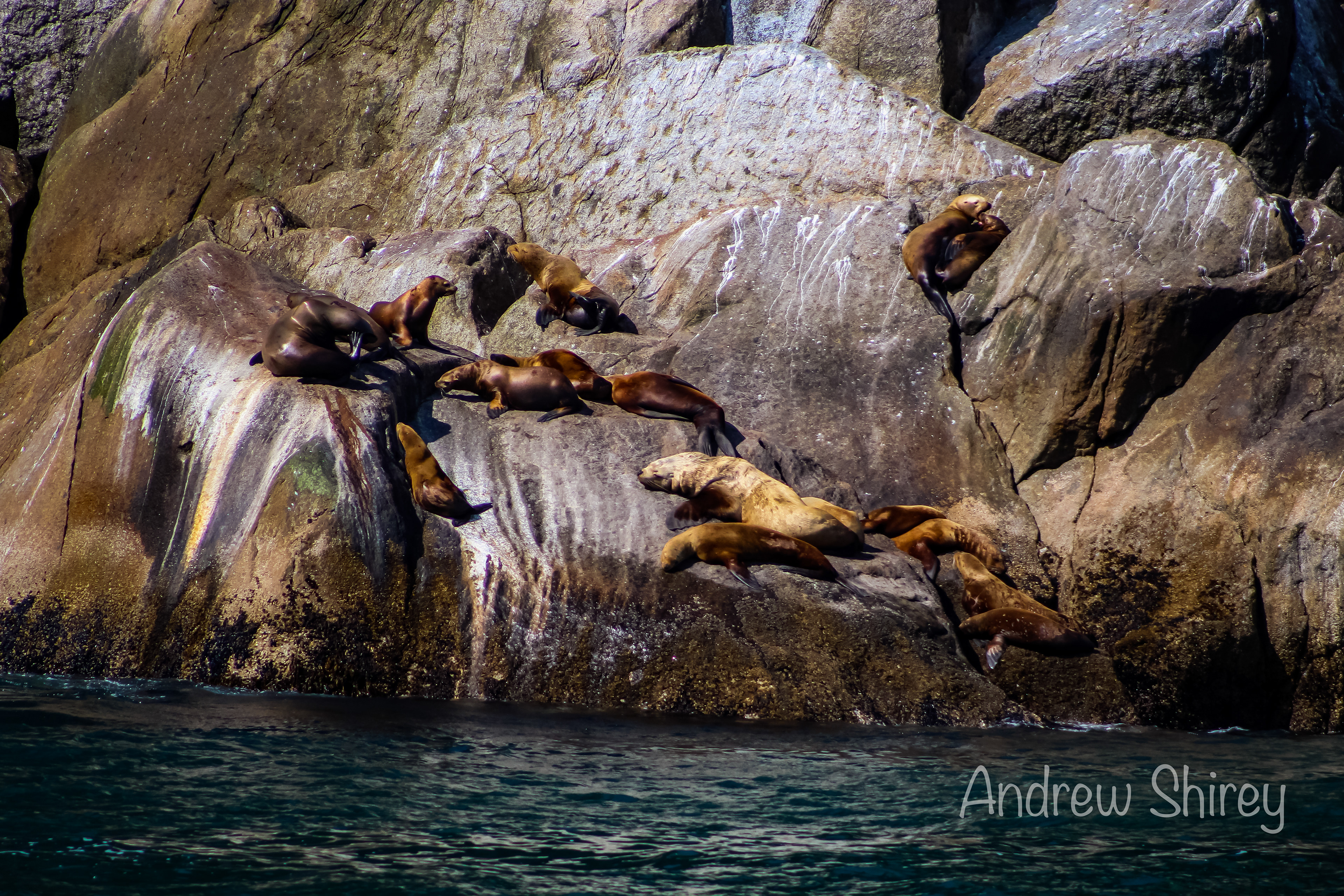 sea lions