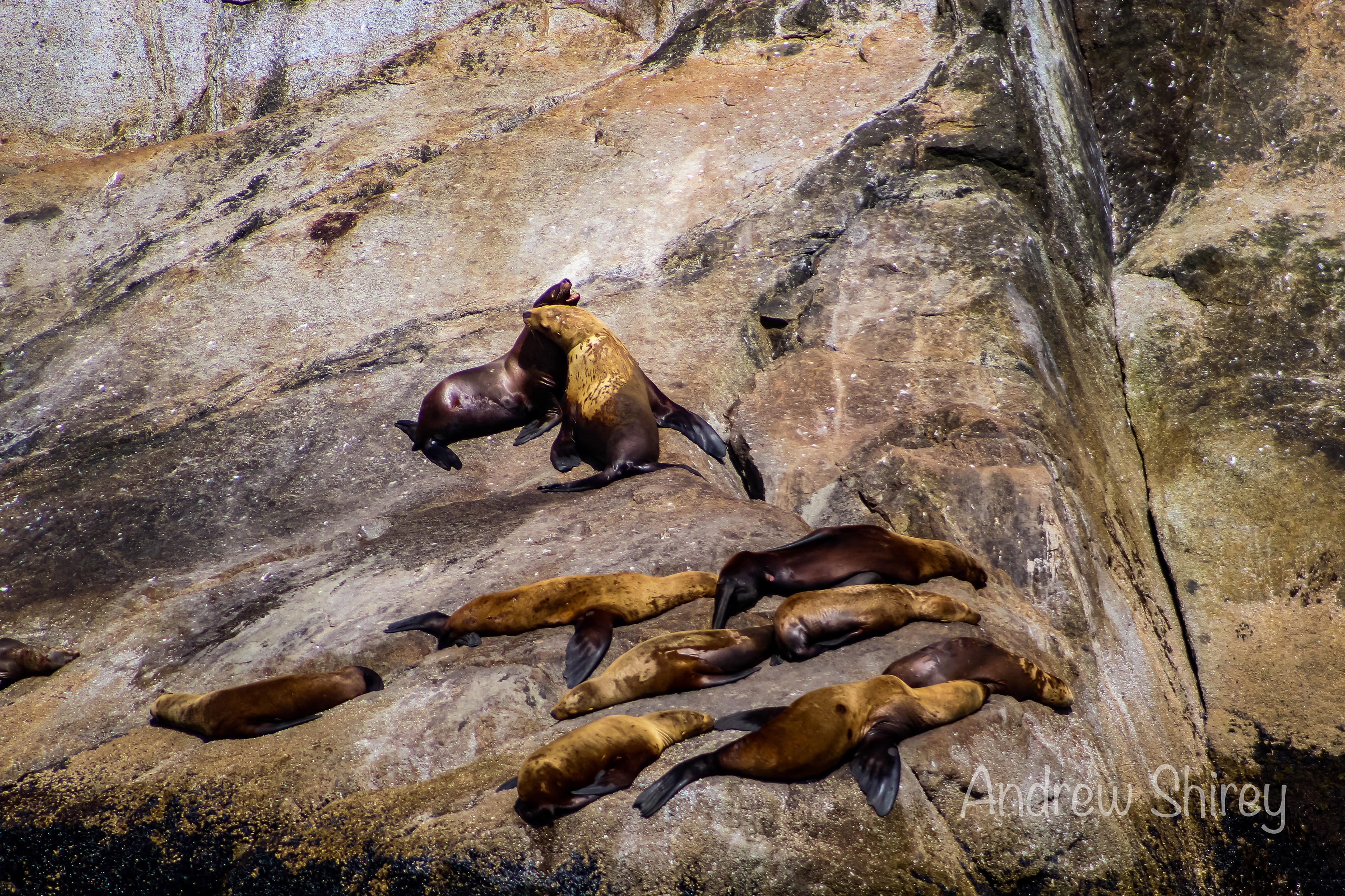 sea lions